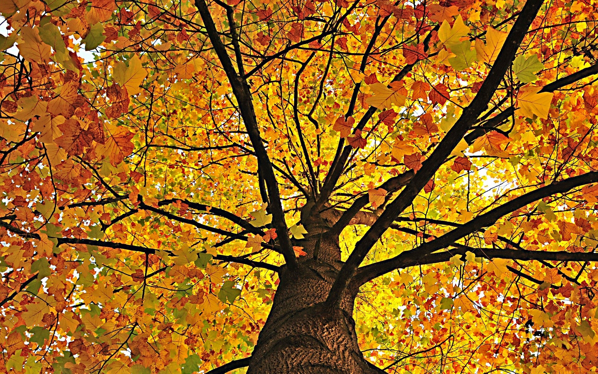 automne automne feuille érable arbre saison bois branche or nature lumineux parc changement couleur soleil beau temps paysage scène paysage