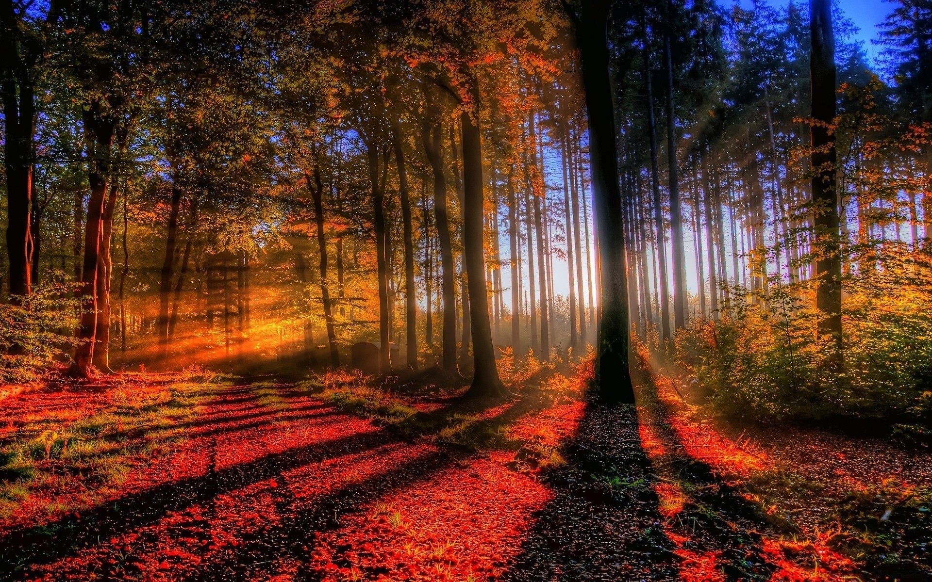 autunno albero legno paesaggio autunno natura foglia luce alba parco sole guida stagione strada nebbia