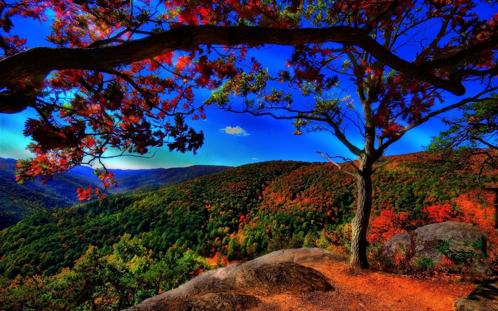 autumn tree landscape leaf nature fall wood scenic outdoors dawn park sky branch mountain evening sunset travel