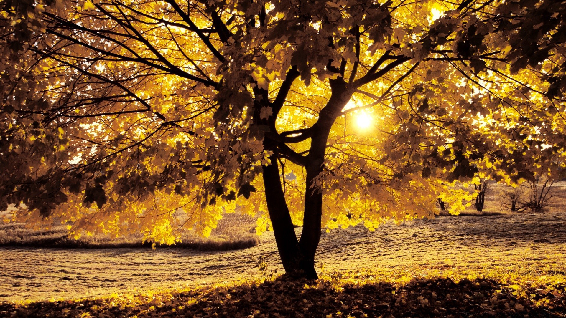 otoño otoño árbol hoja parque temporada paisaje madera rama naturaleza arce oro escénico buen tiempo paisaje al aire libre medio ambiente guía sol amanecer