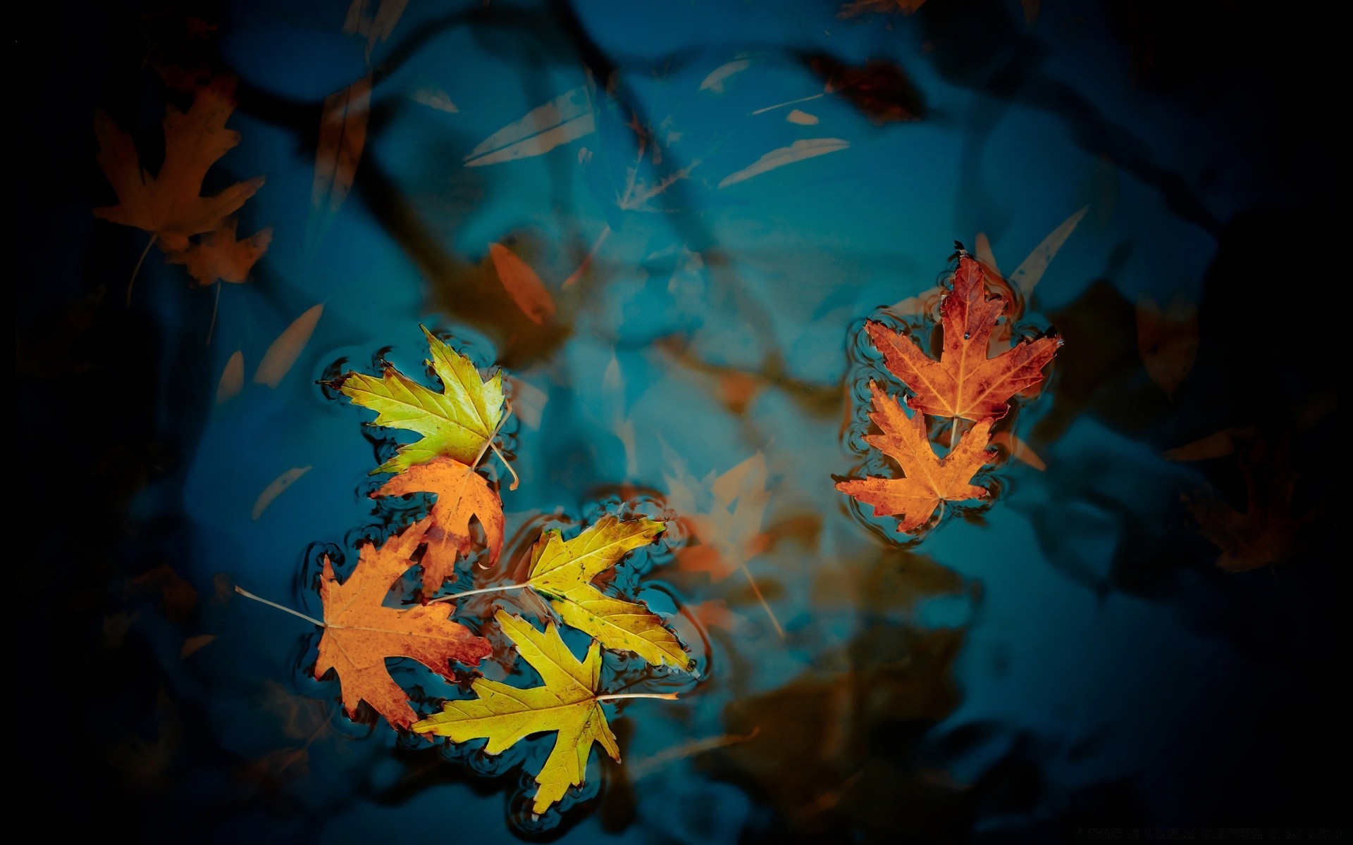 herbst herbst blatt unschärfe farbe licht unterwasser