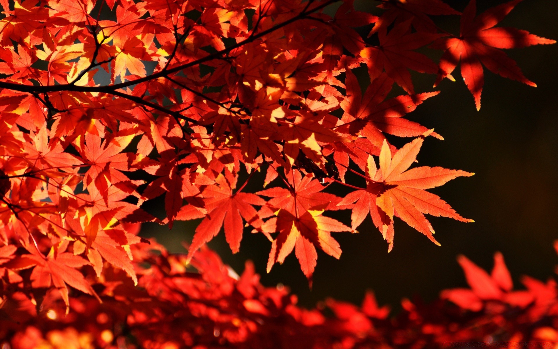 herbst blatt herbst ahorn im freien natur hell baum üppig saison