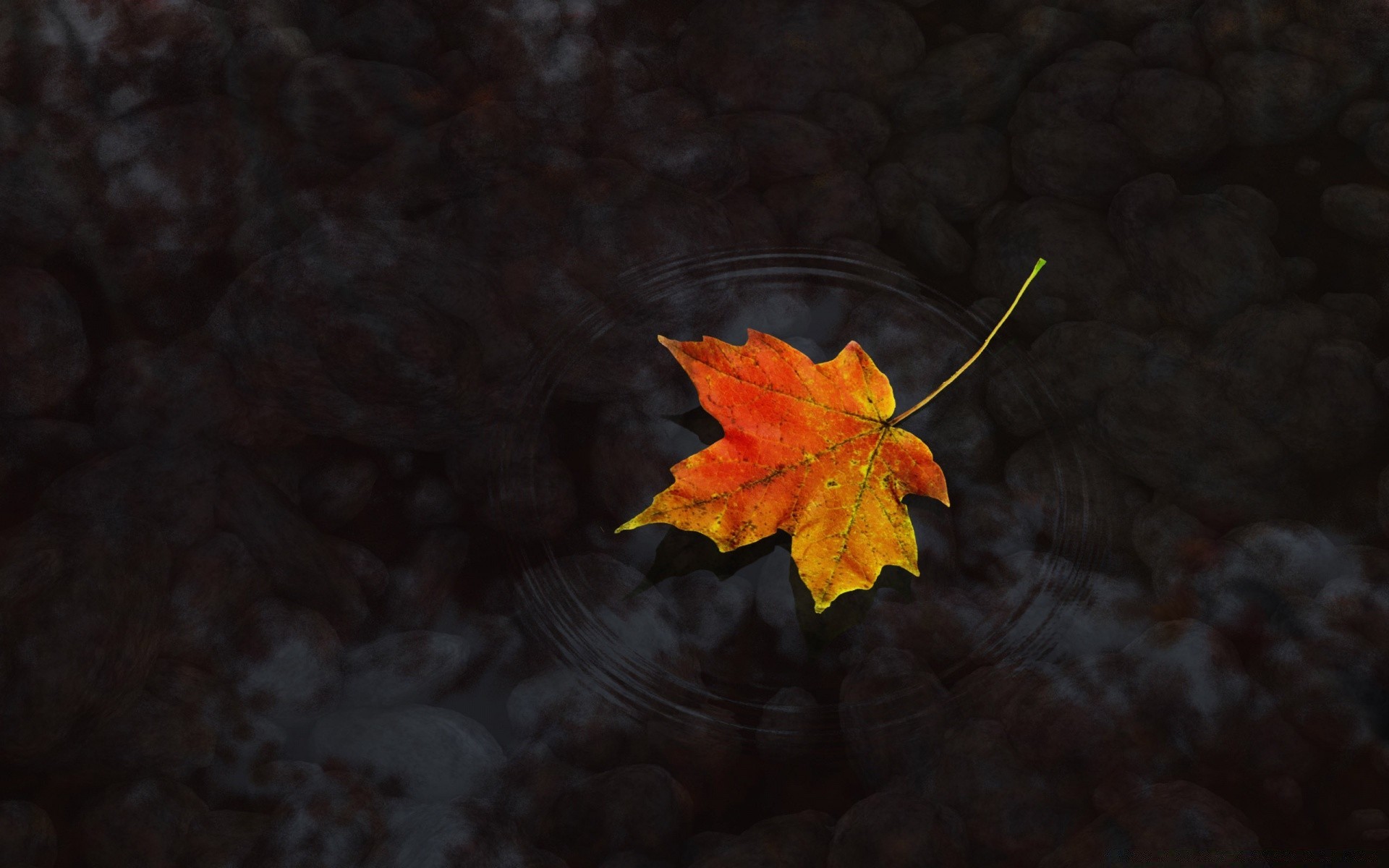 outono outono folha bordo cor natureza árvore ao ar livre luz flora desktop