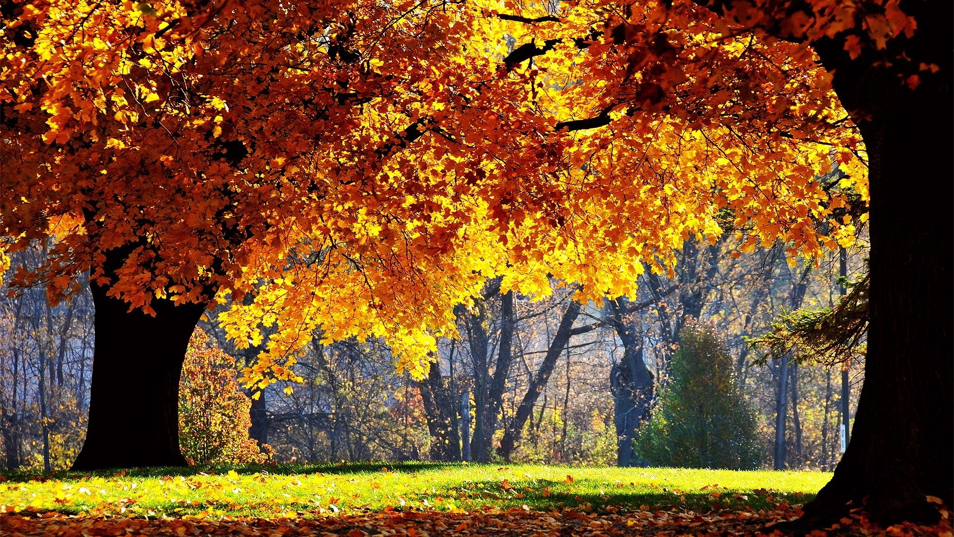 autunno autunno foglia di albero di acero stagione di legno parco natura paesaggio oro cambiamento di colore all aperto scenic ramo vivid scenario ambiente