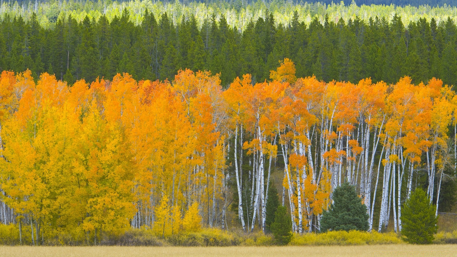 autumn wood tree fall landscape scenic outdoors leaf nature daylight conifer season countryside evergreen