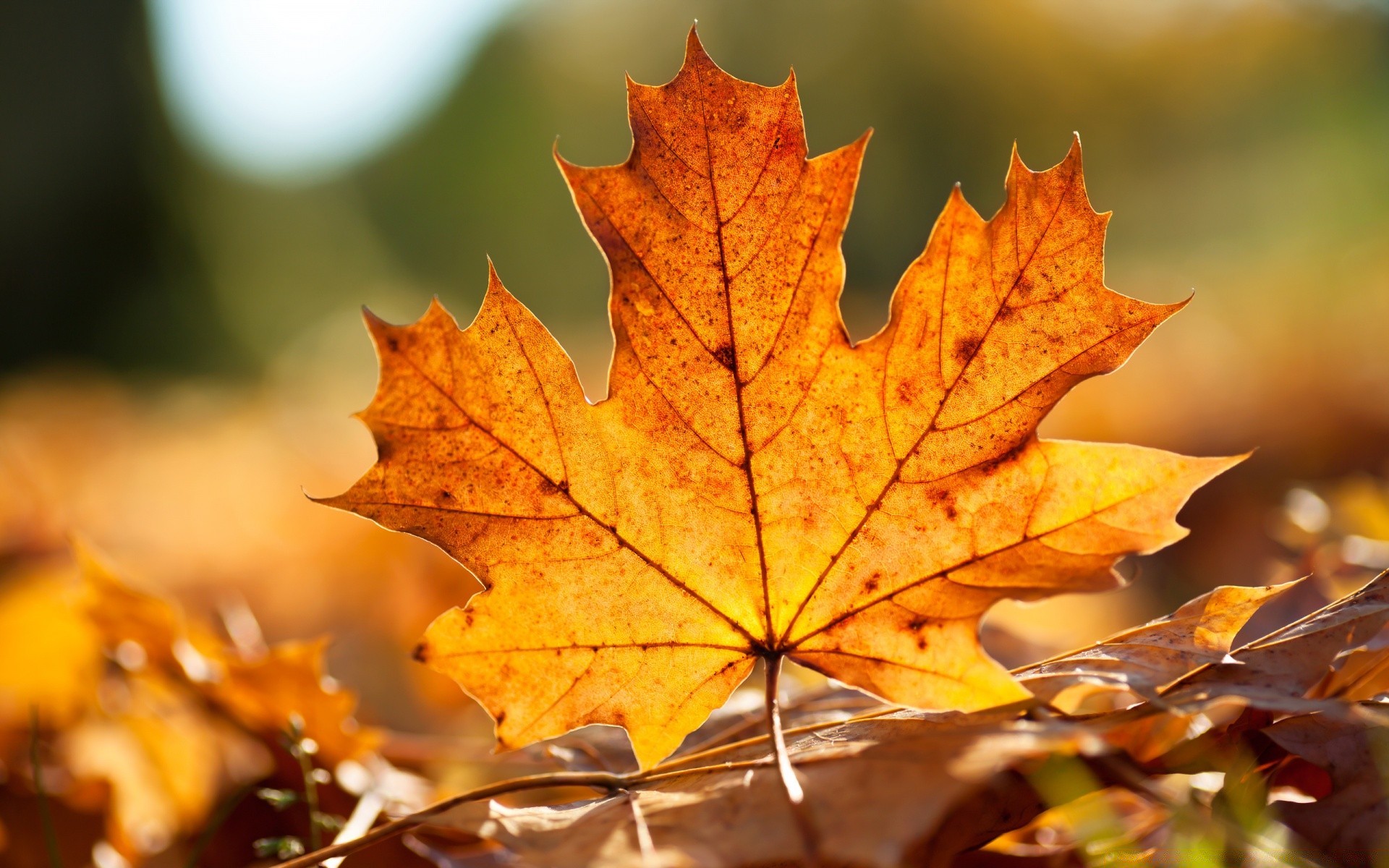 autumn fall leaf maple nature bright gold season tree wood outdoors lush color change flora fair weather