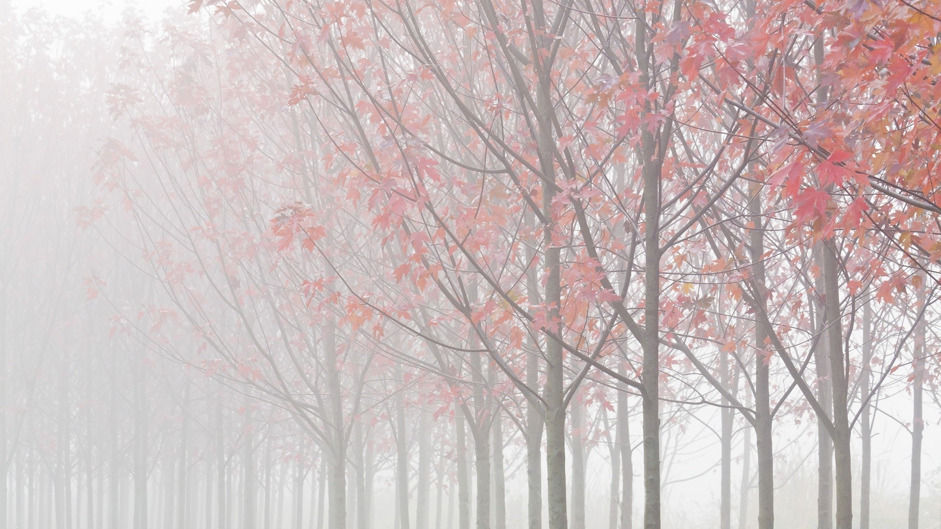 automne arbre saison bureau branche feuille hiver nature automne bois conception résumé paysage brouillard couleur météo gel neige