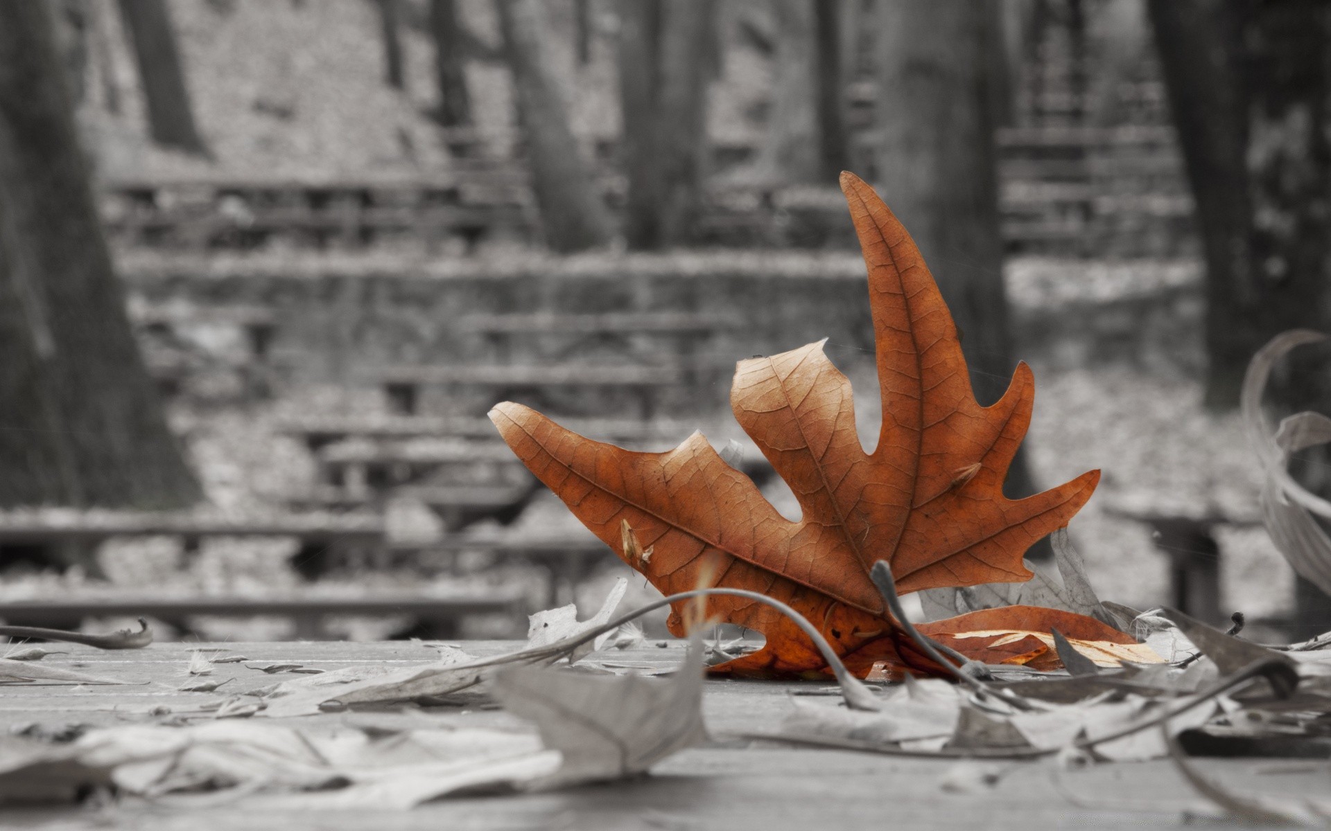 herbst herbst blatt im freien holz natur holz licht garten