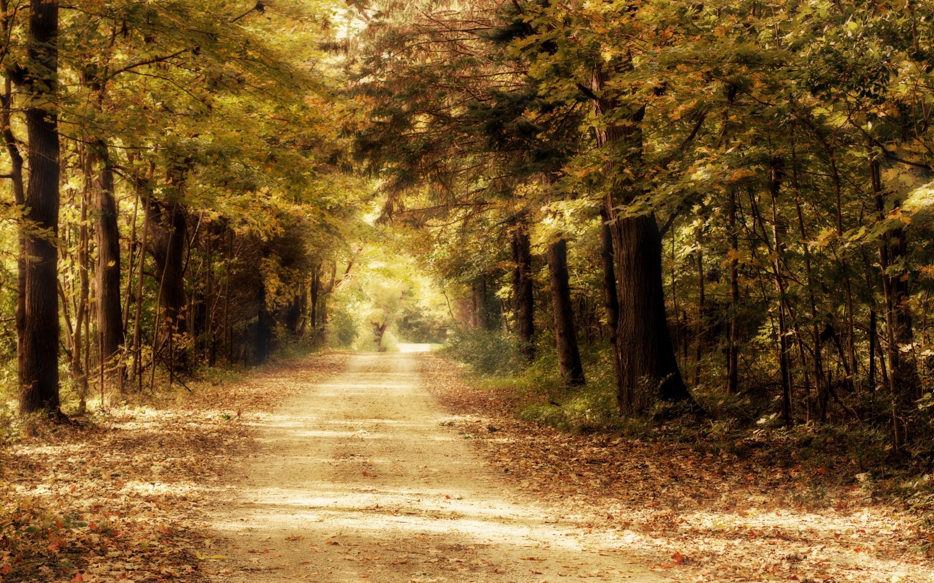 jesień drewno drewno jesień krajobraz natura droga park przewodnik liść świt światło mgła mgła wieś na zewnątrz sezon cień ścieżka dobra pogoda