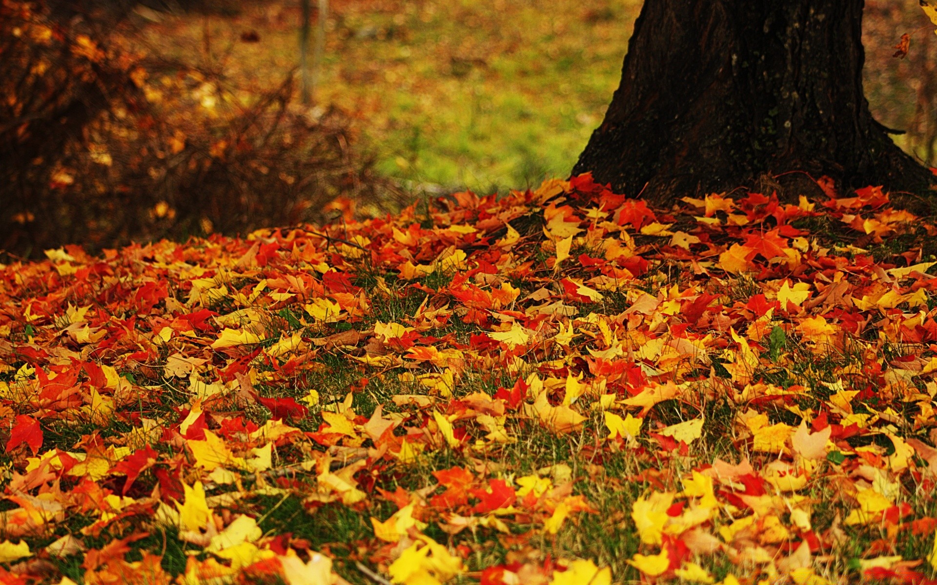 sonbahar sonbahar yaprak sezon ağaç akçaağaç park doğa renk flora ahşap manzara çiçek bahçe parlak güzel açık havada altın masaüstü canlı