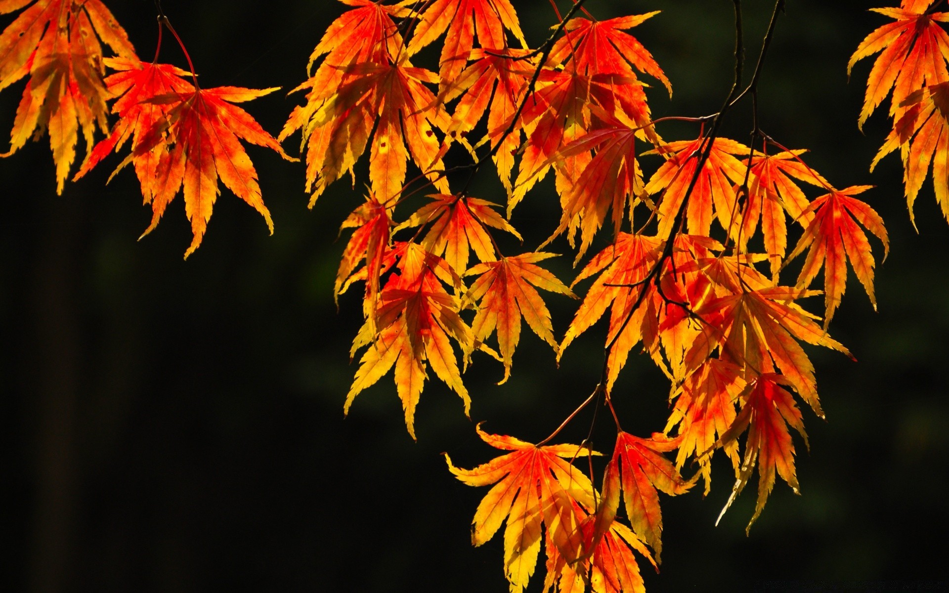 automne feuille automne érable nature en plein air flore saison parc lumineux bois bois couleur