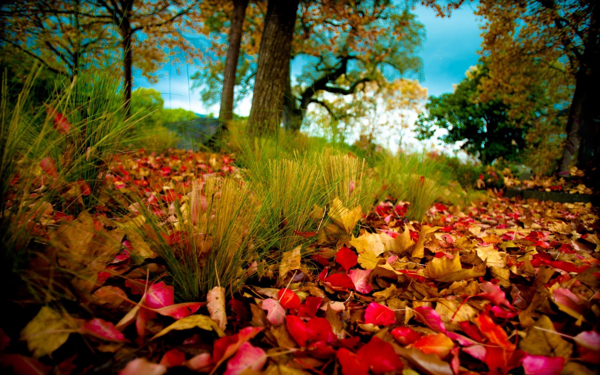 automne automne feuille arbre parc nature bois érable saison à l extérieur paysage couleur flore jardin environnement scénique or