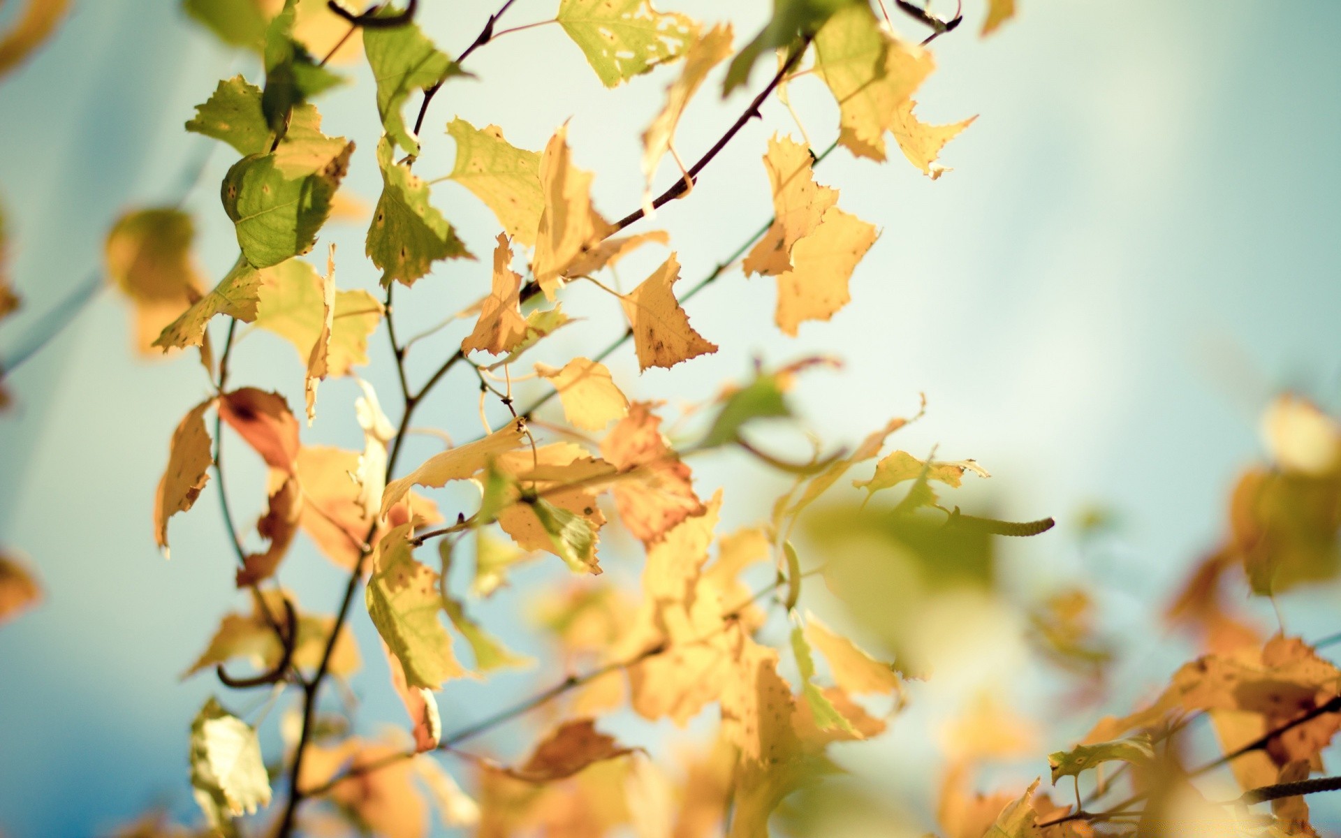 autumn leaf fall nature blur tree outdoors flora branch growth fair weather flower summer color garden season