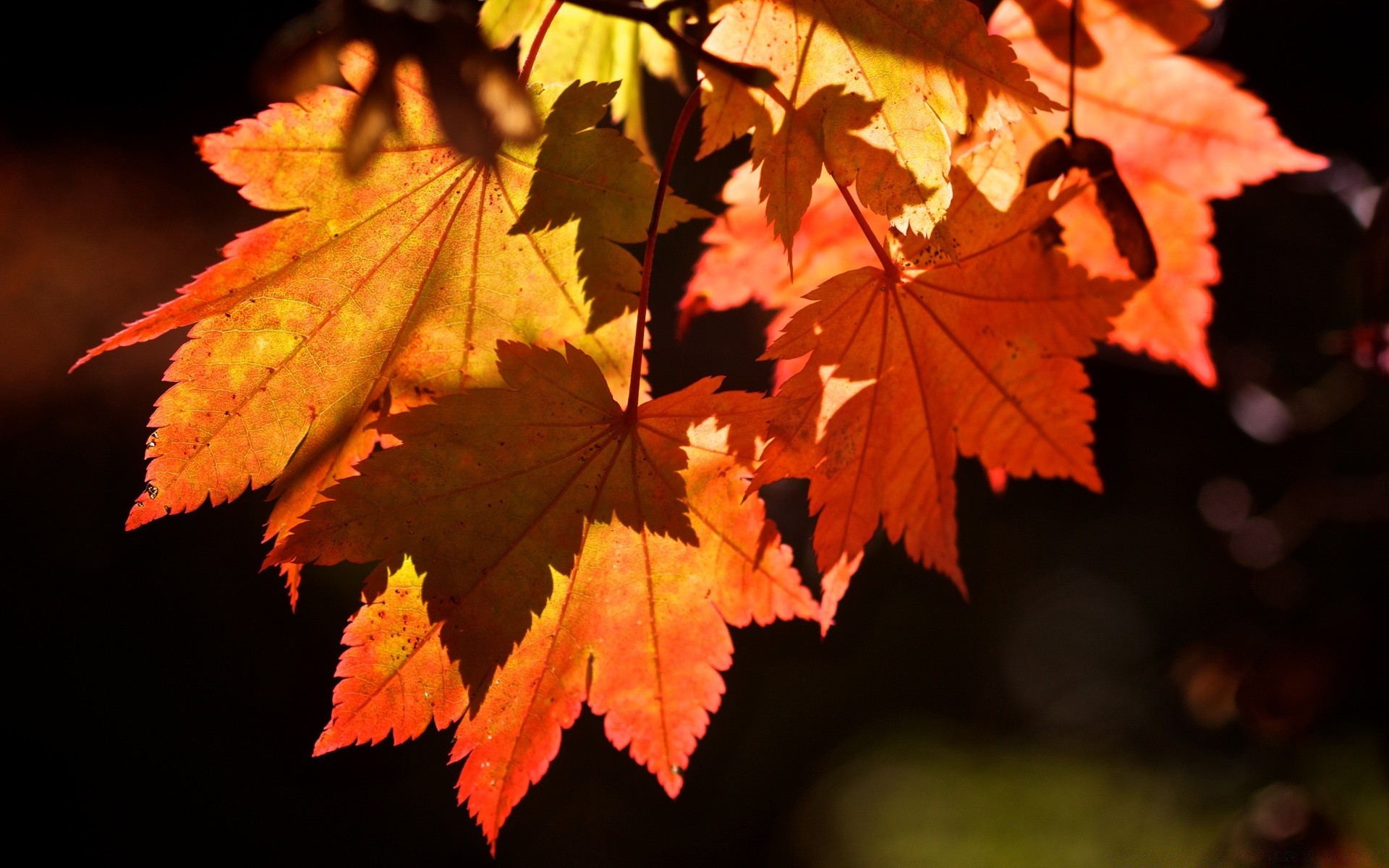 autunno foglia autunno maple natura che cambia vivid outdoor flora lussureggiante albero di colore