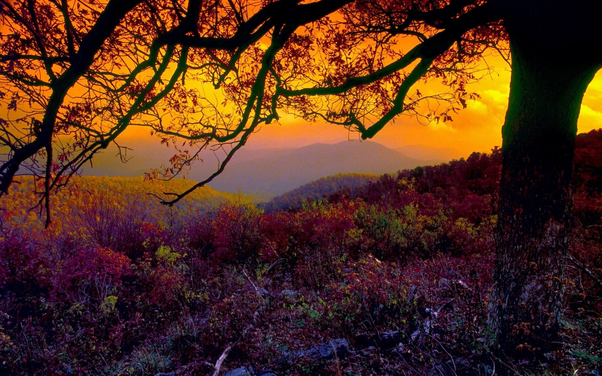 otoño árbol otoño hoja paisaje naturaleza amanecer madera escénico al aire libre parque puesta de sol temporada noche buen tiempo sol luz de fondo color rama paisaje