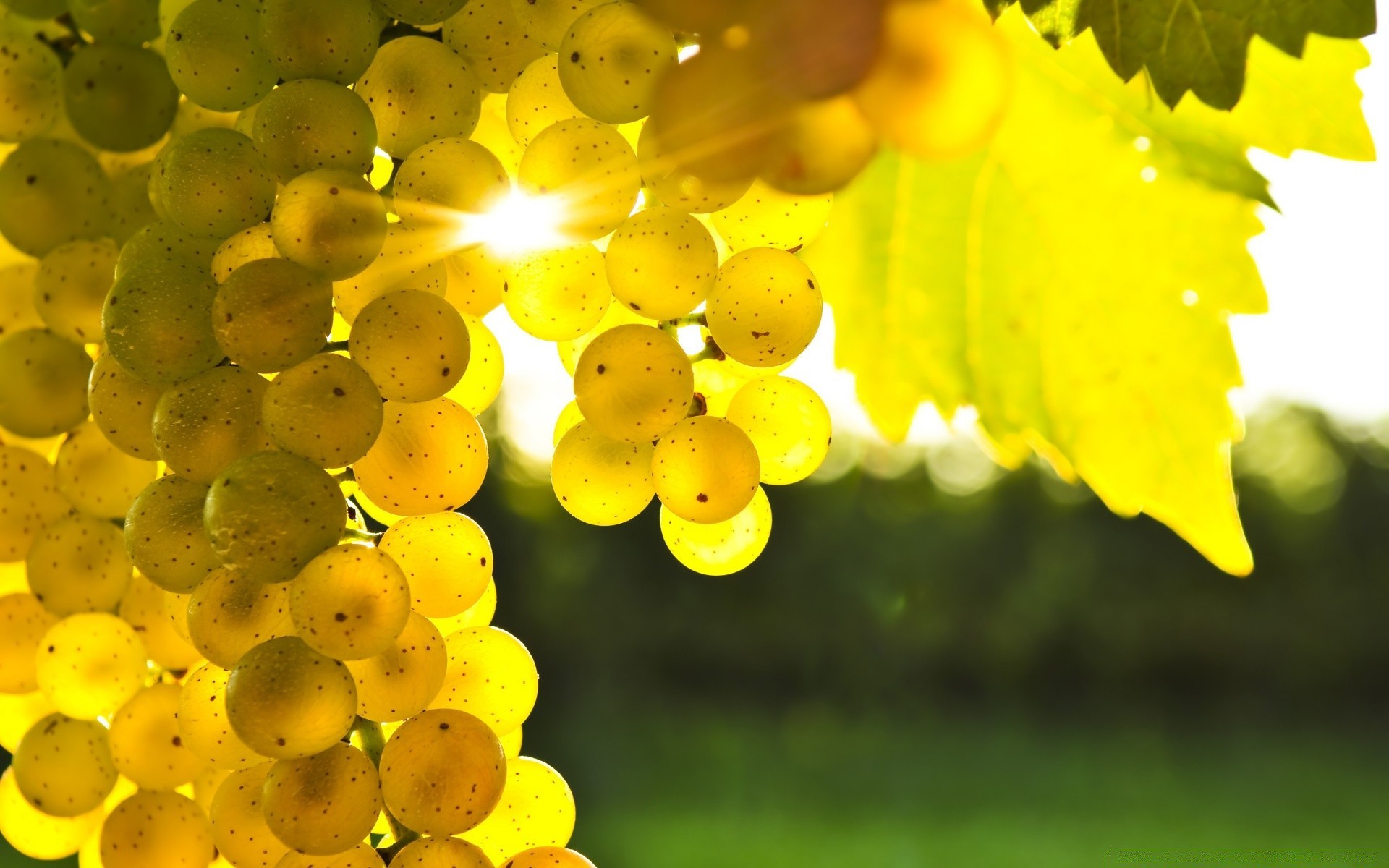 jesień natura liść flora jesień lato owoce wino winogrona ogród kolor sezon jasny pulpit drzewo pastwisko winnica