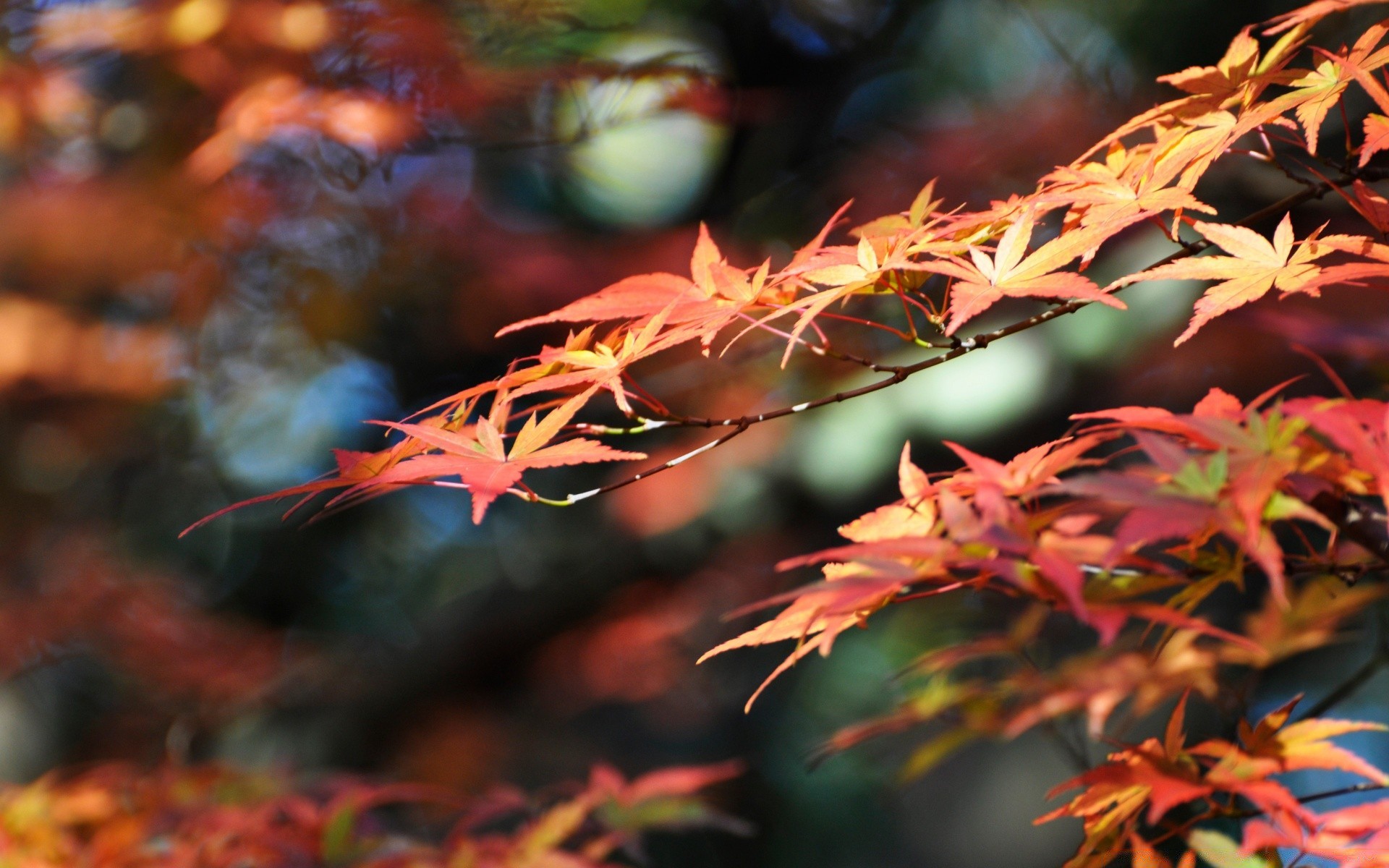 automne feuille automne arbre nature érable saison flore à l extérieur bois couleur jardin