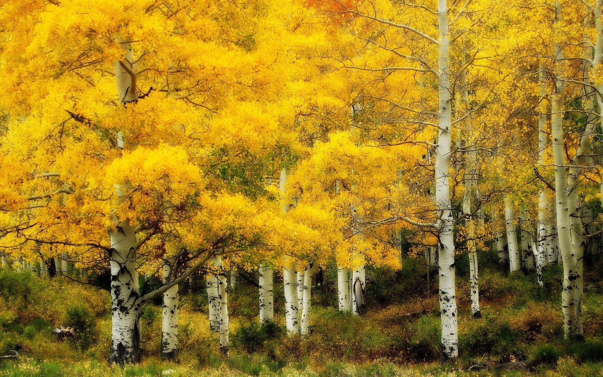 herbst herbst holz landschaft blatt holz saison natur zweig im freien landschaftlich park ländlichen farbe tageslicht medium szene landschaft gold gutes wetter