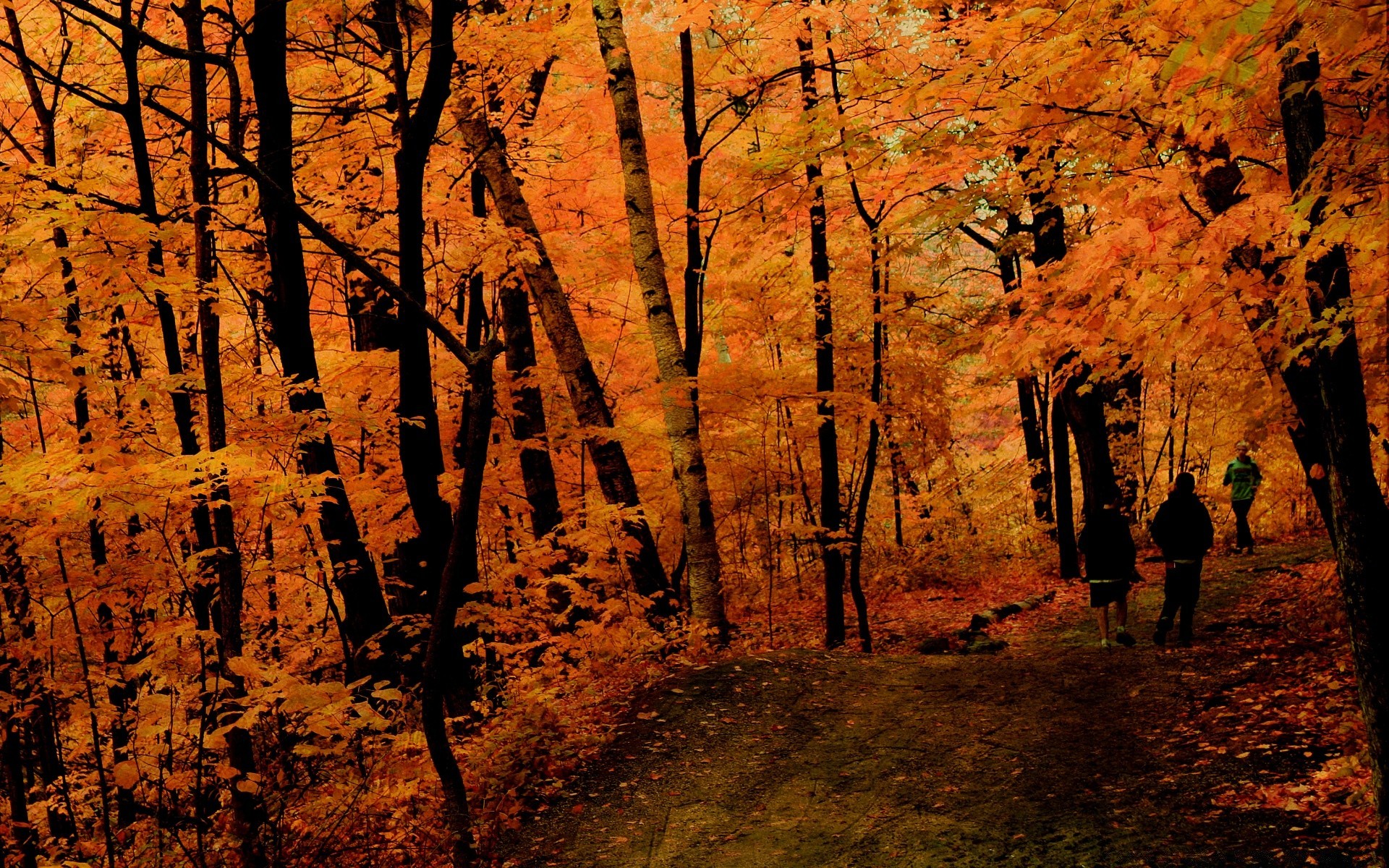 otoño otoño madera árbol al aire libre hoja amanecer paisaje naturaleza parque buen tiempo luz del día escénico