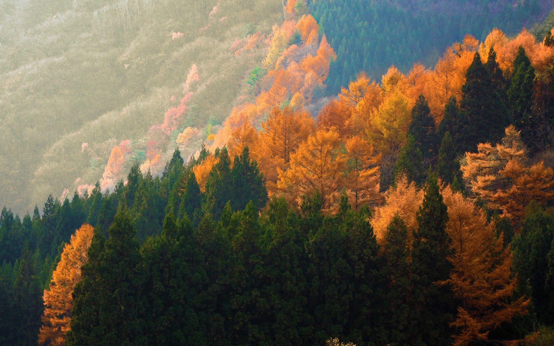 autumn fall tree outdoors wood conifer dawn fog evening daylight nature backlit sunset landscape mist leaf mountain scenic evergreen