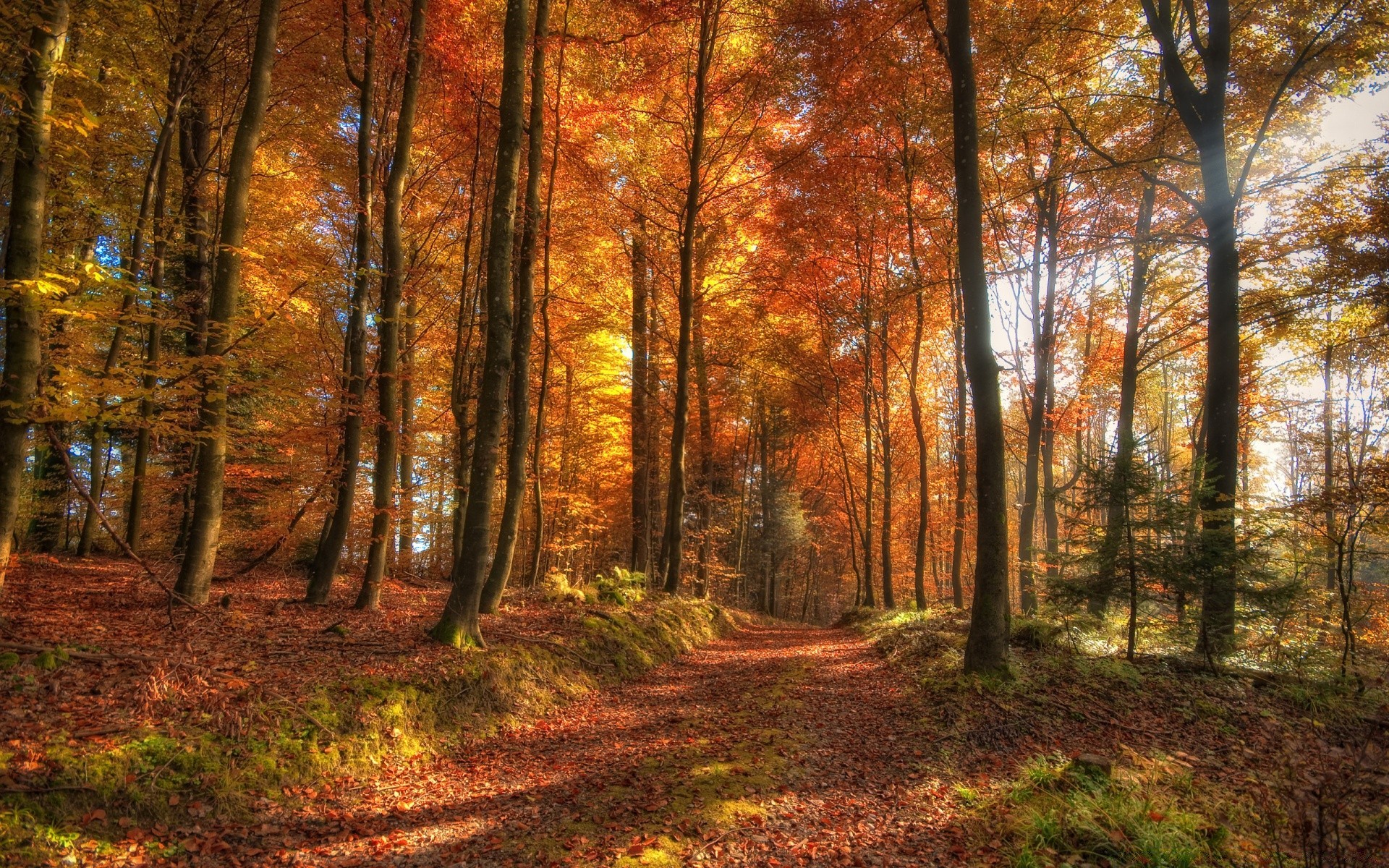 autumn wood tree fall landscape leaf park dawn mist nature fog fair weather season scenic environment guidance sun scenery beech light