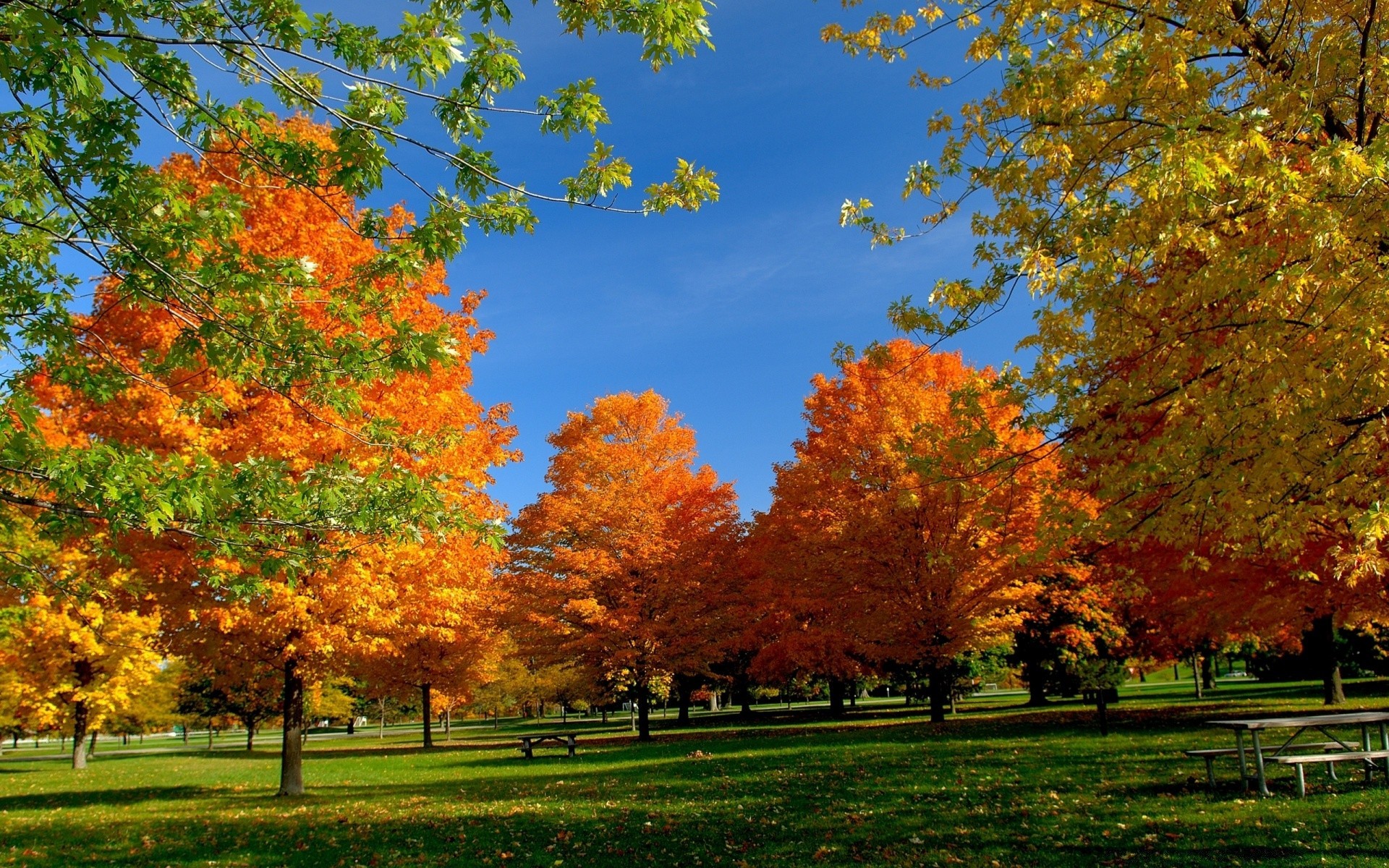 autumn fall leaf tree season park maple landscape nature wood bright outdoors scenic scene fair weather branch scenery gold