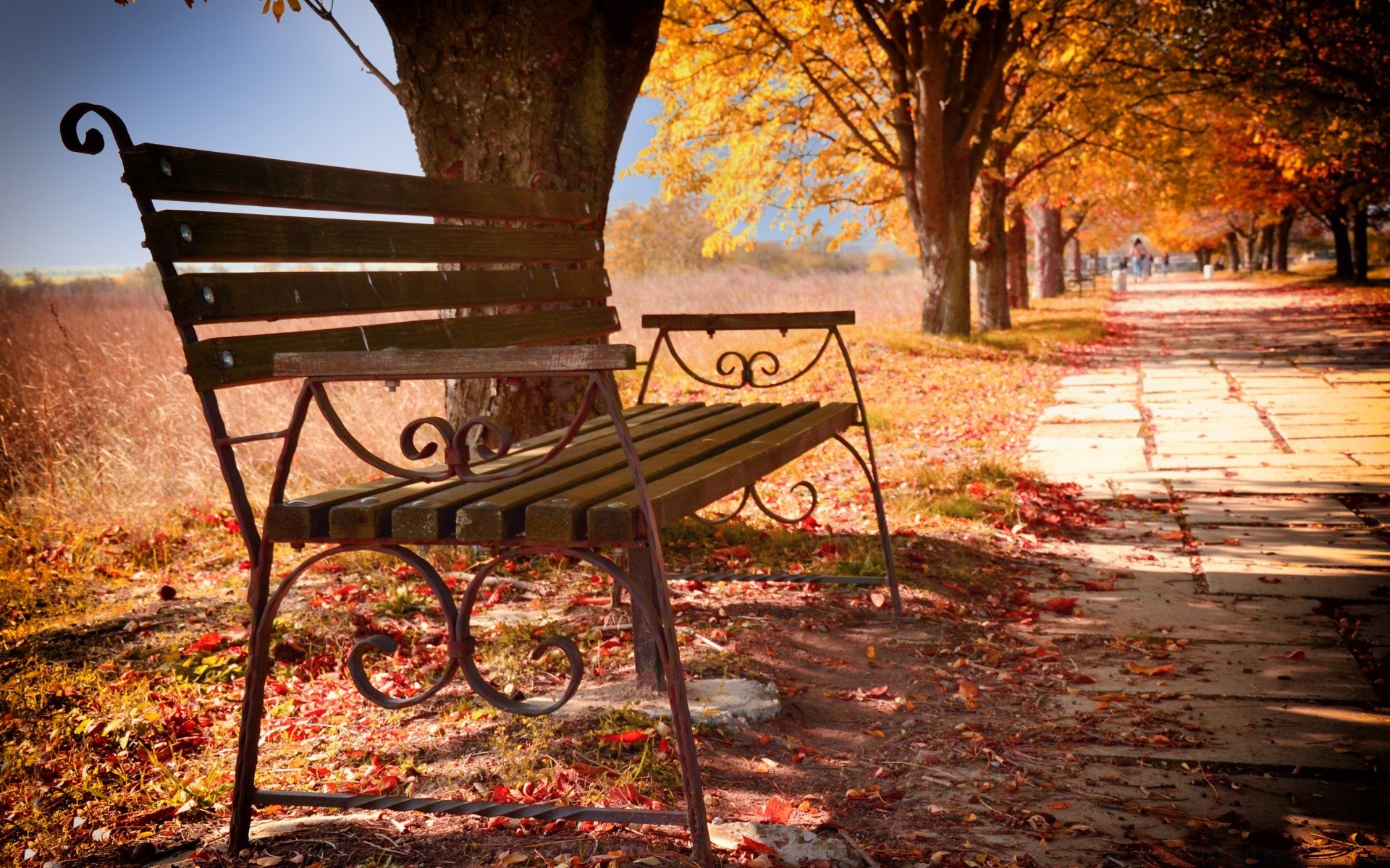 autumn bench fall wood park nature leaf season tree outdoors seat garden landscape outside color empty sun light