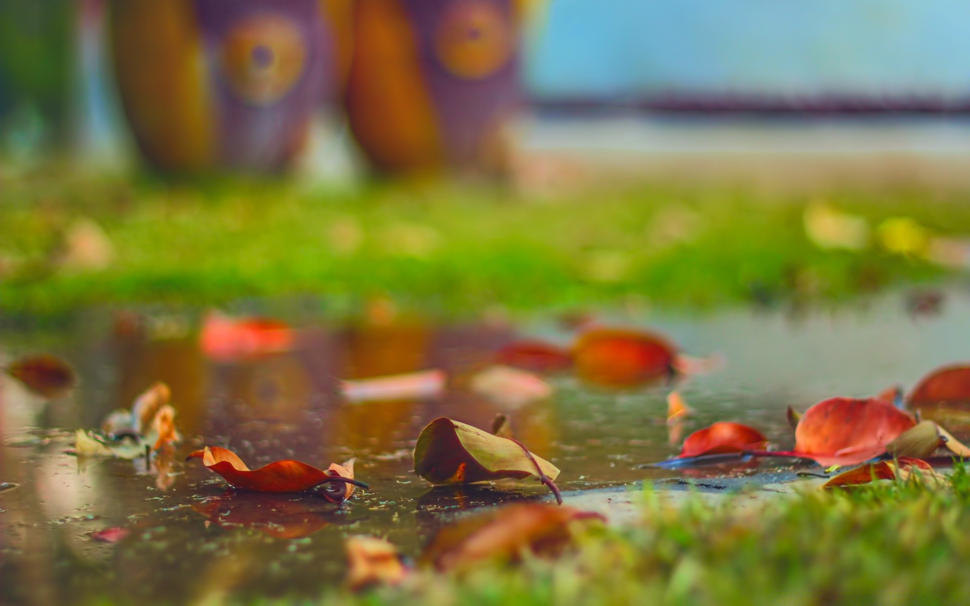 autumn food outdoors blur daylight color grass water fall flower garden nature grow landscape summer