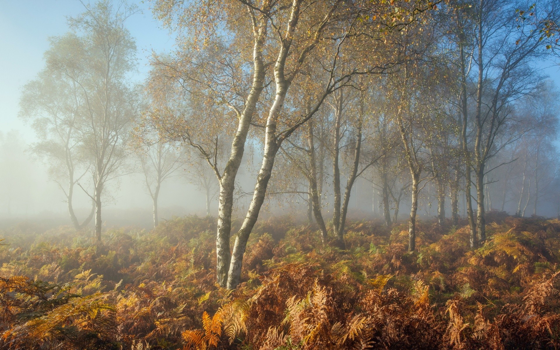 autumn landscape tree wood fall nature leaf dawn season environment scenic outdoors fair weather weather countryside fog scene park branch rural