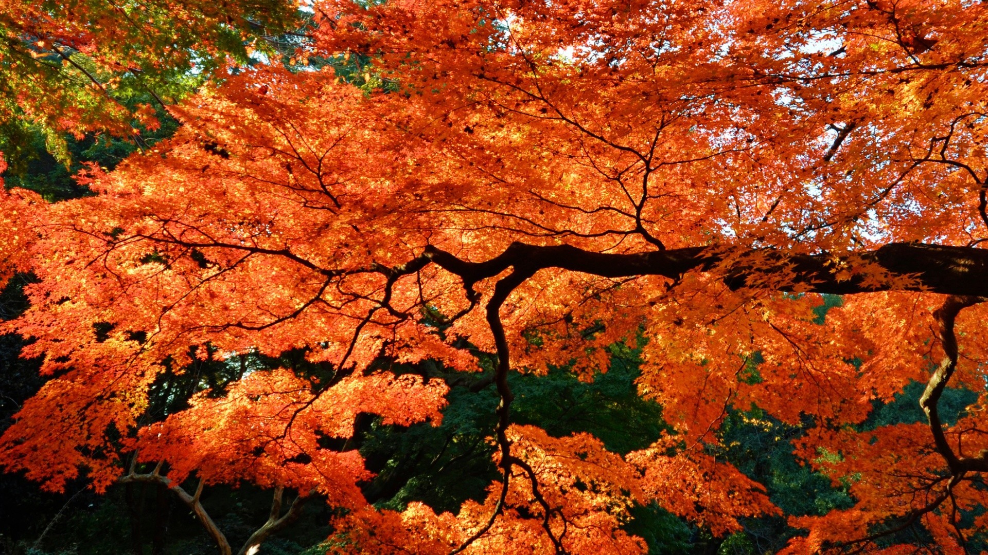 autumn fall leaf maple tree nature landscape outdoors season park change wood color scenic bright gold