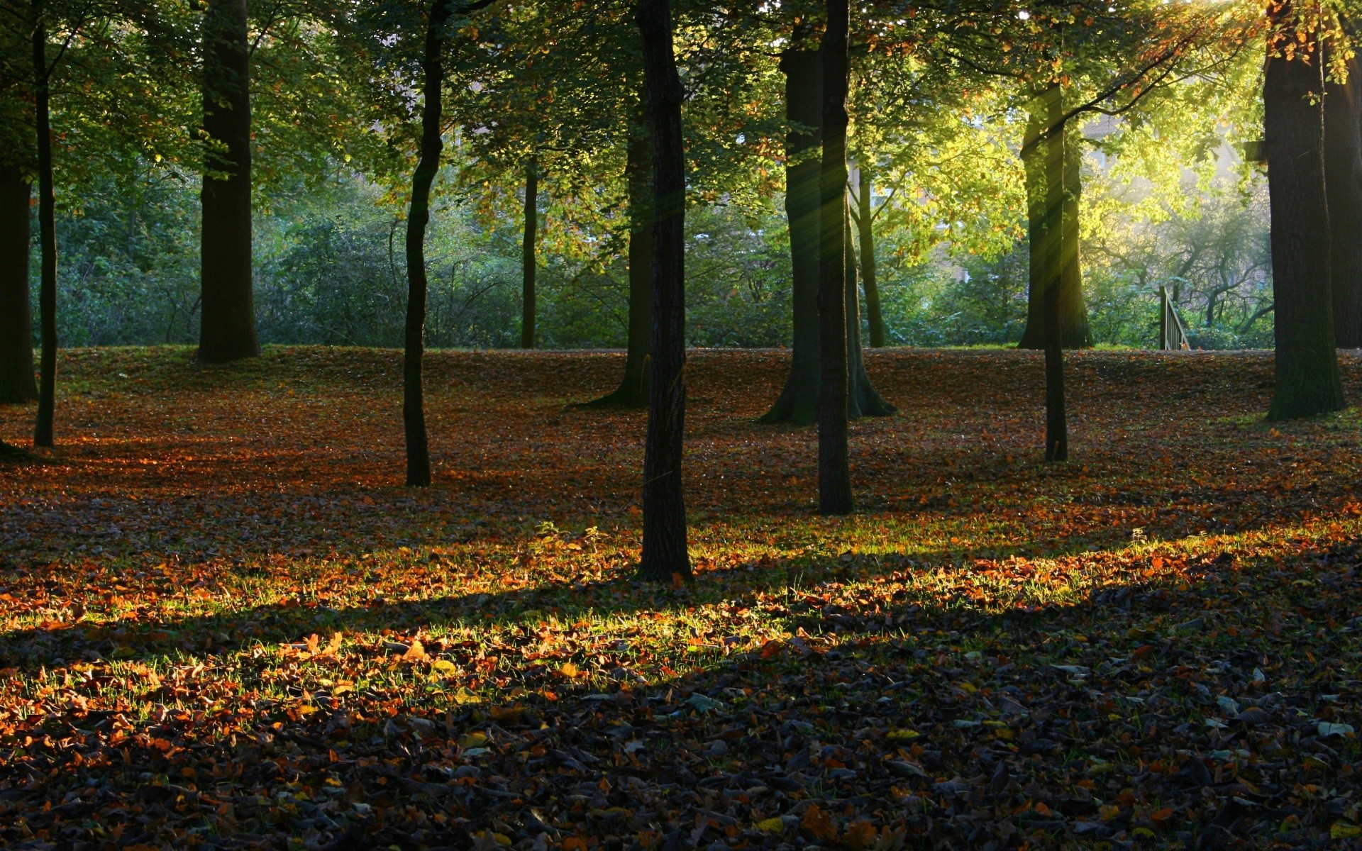 otoño otoño hoja árbol parque paisaje arce madera luz amanecer naturaleza iluminado temporada guía sol buen tiempo color oro callejón escénico