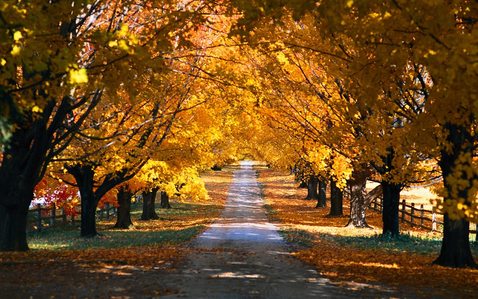 otoño otoño árbol hoja camino paisaje parque guía callejón pintoresco arce temporada rama madera avenida camino oro al aire libre naturaleza amanecer