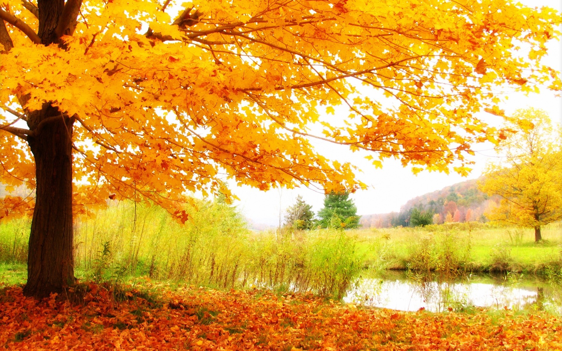 automne automne feuille arbre érable paysage nature bois saison parc scénique or à l extérieur paysage beau temps aube environnement lumineux campagne rural