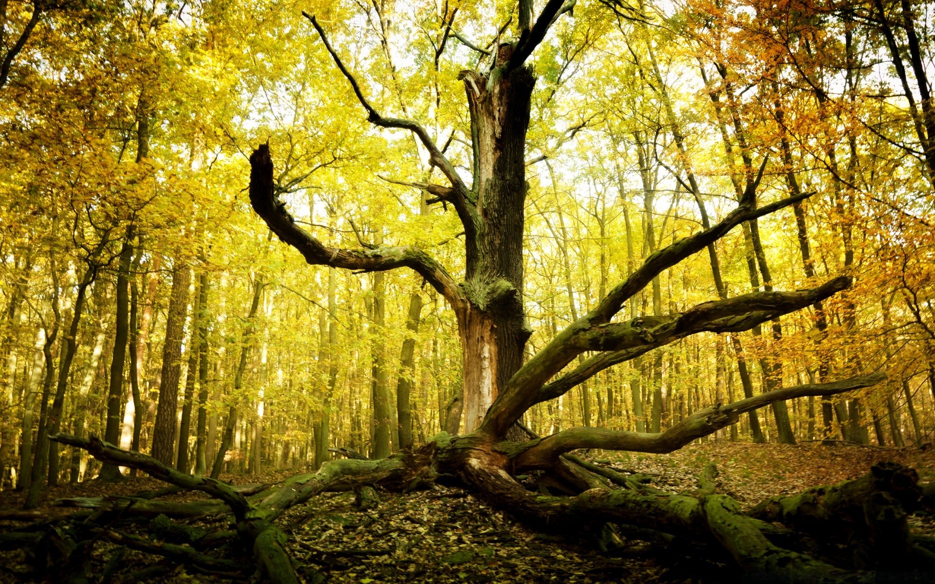 herbst holz holz blatt herbst park landschaft natur landschaftlich zweig saison landschaft gutes wetter dämmerung ahorn umwelt buche sonne licht üppig guide