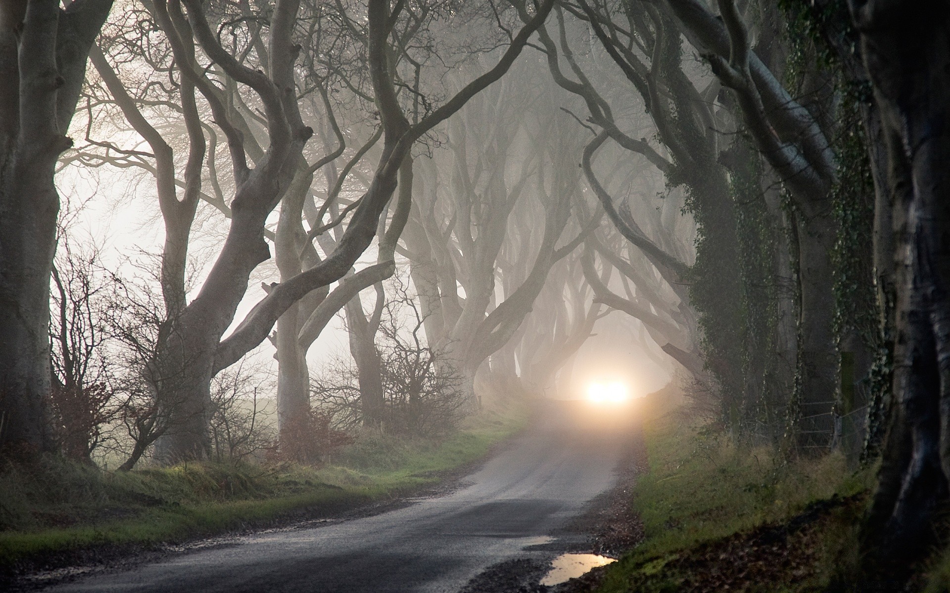 autunno albero strada paesaggio nebbia legno alba luce guida natura autunno nebbia parco foglia ambiente all aperto tempo sole