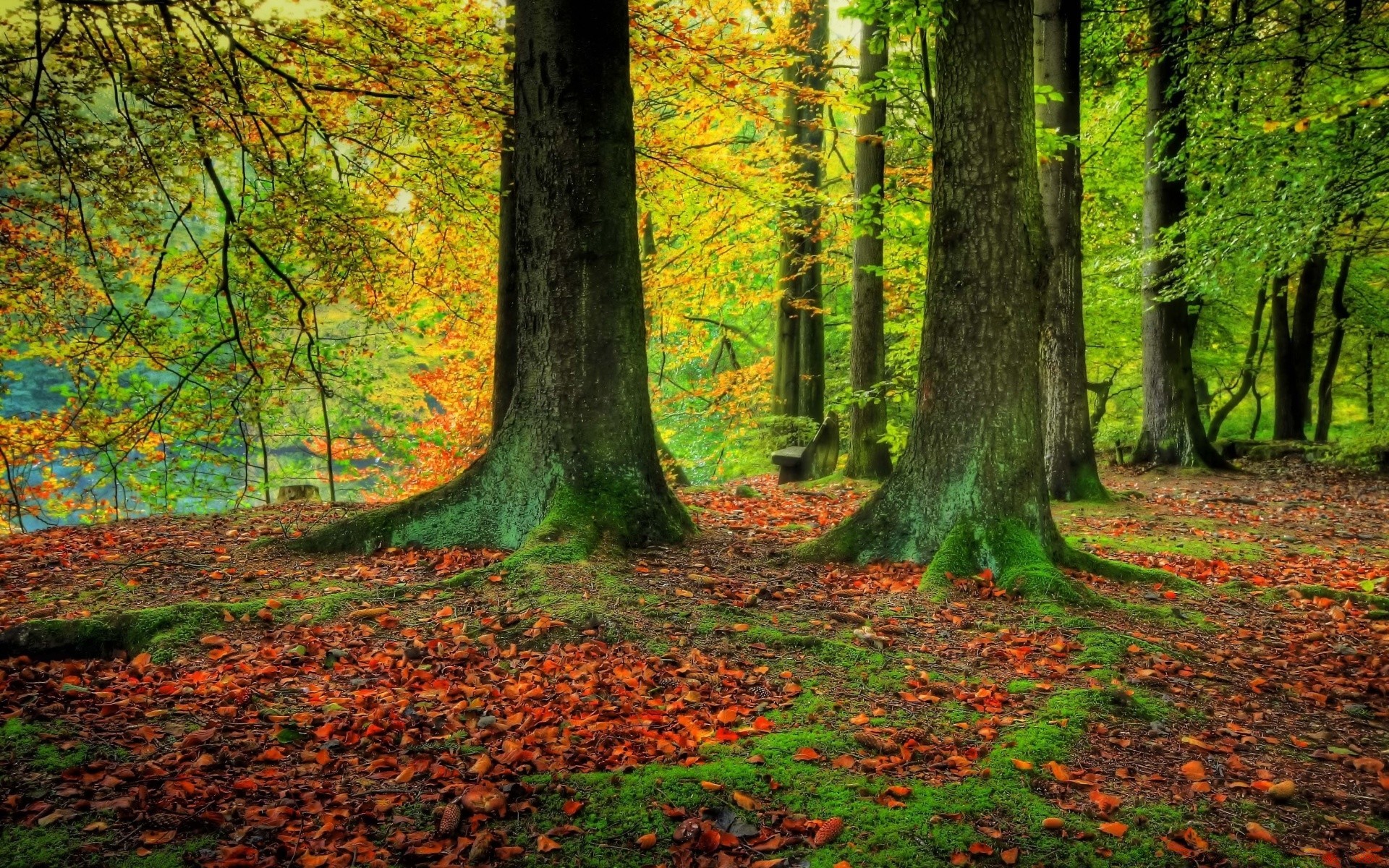 outono outono folha madeira árvore parque paisagem natureza faia temporada cênica bordo amanhecer paisagens névoa guia caminho ambiente exuberante névoa sanbim