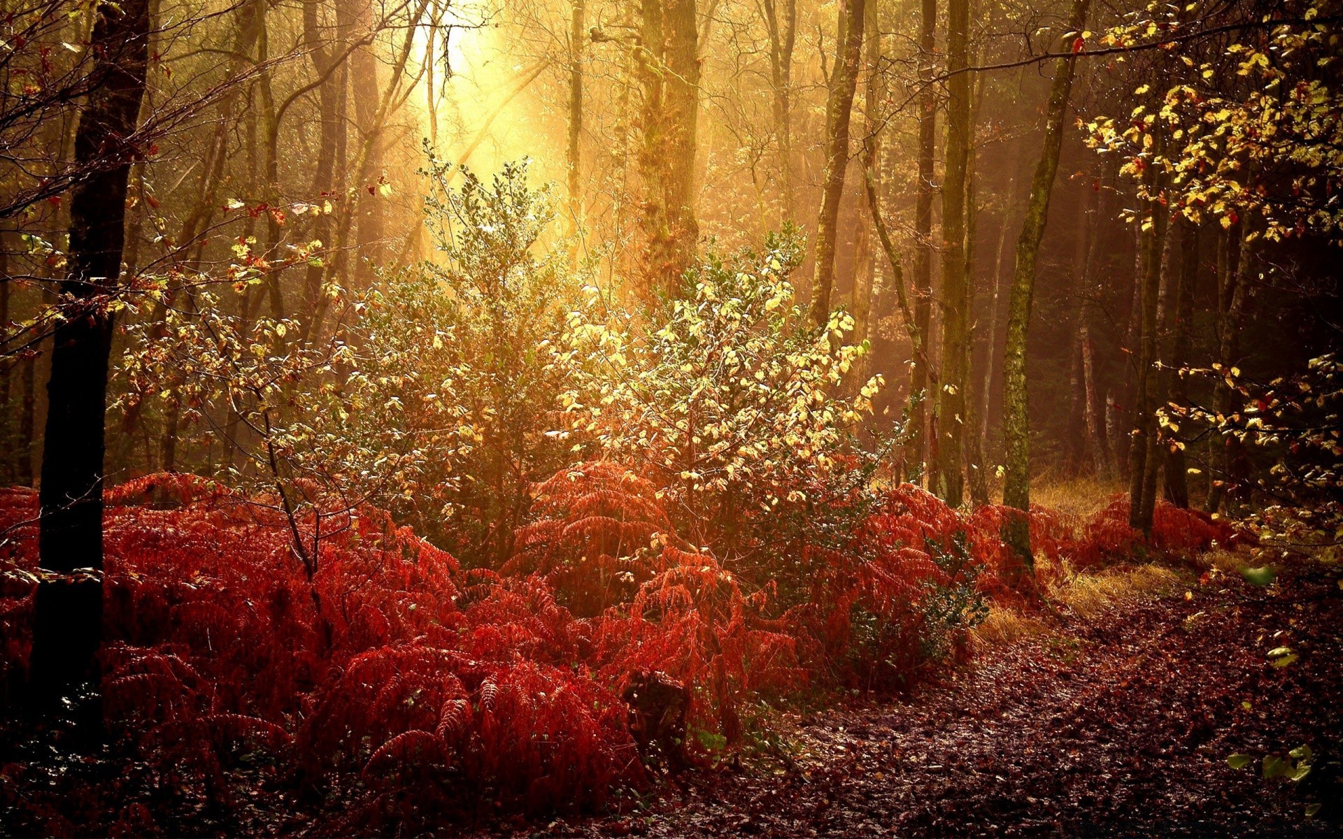 otoño otoño madera árbol hoja parque temporada paisaje naturaleza niebla arce oro niebla amanecer buen tiempo al aire libre paisaje campo sol medio ambiente luz