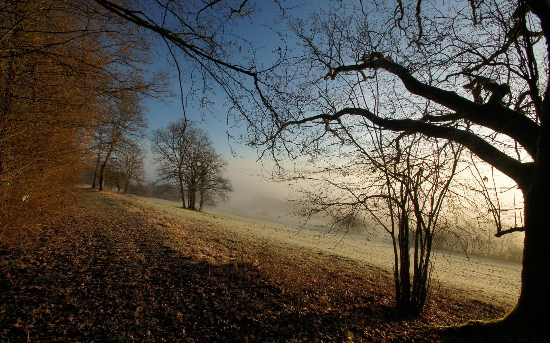 herbst baum landschaft dämmerung nebel herbst holz nebel natur hintergrundbeleuchtung licht zweig schatten park sonnenuntergang im freien sonne winter abend blatt