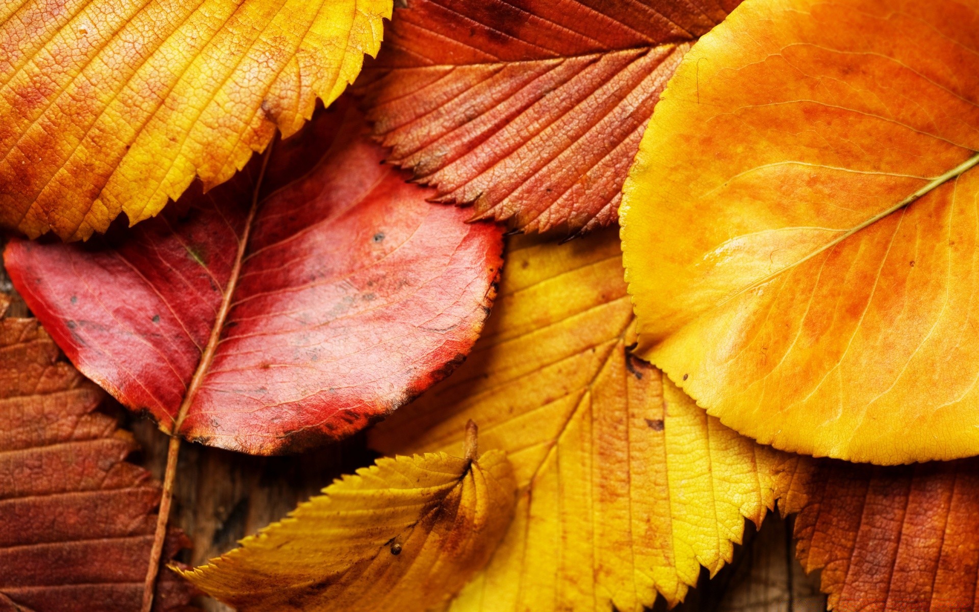 sonbahar yaprak sonbahar doğa masaüstü flora akçaağaç renk ahşap doku parlak sezon yakın çekim ağaç desen canlı büyüme altın damarlar