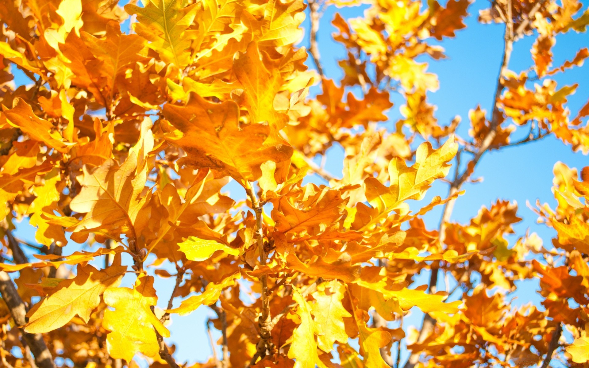 otoño otoño hoja árbol temporada oro rama naturaleza flora al aire libre color parque brillante arce madera buen tiempo