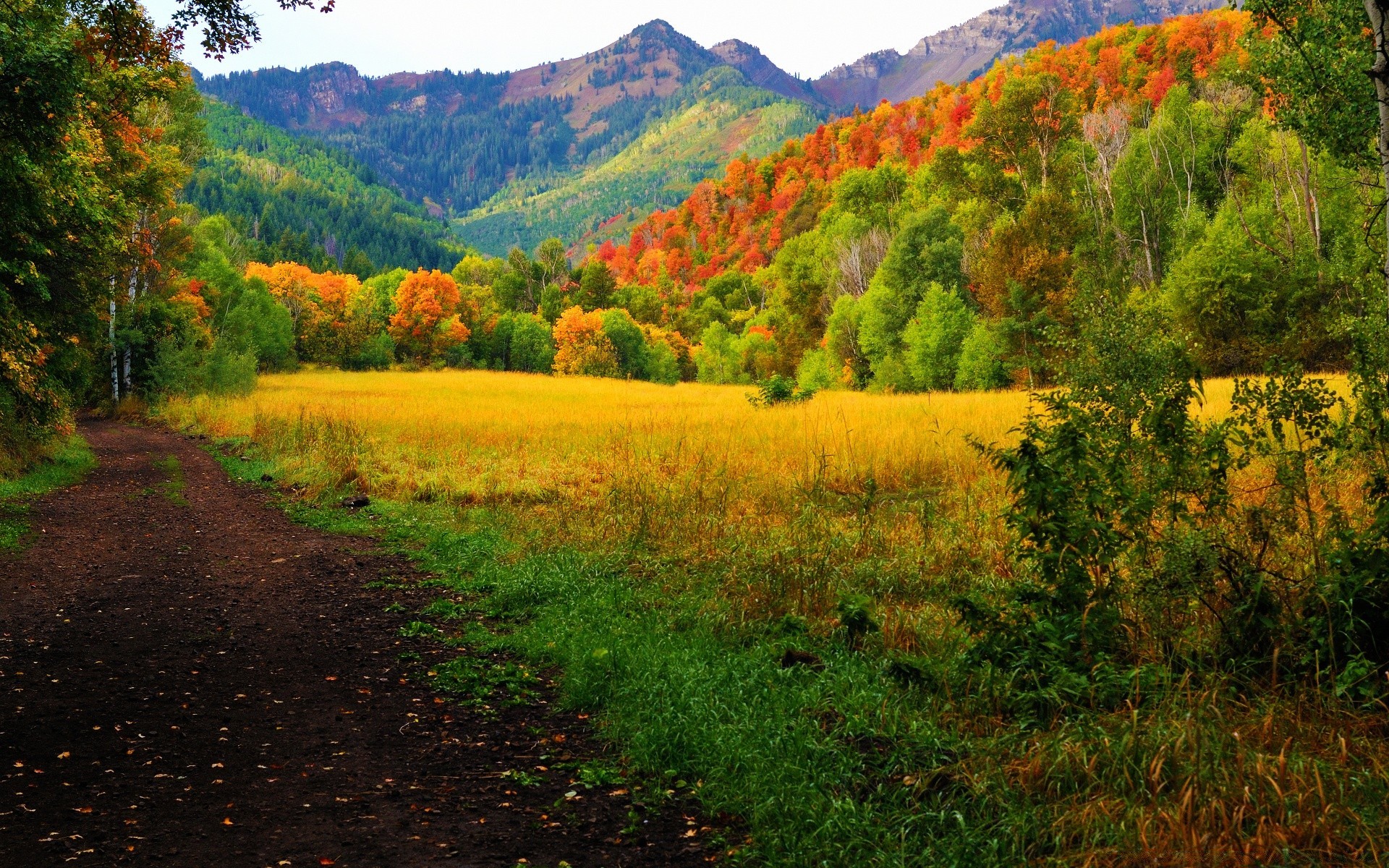 autumn tree landscape nature fall wood leaf outdoors scenic mountain travel grass countryside hill sky season rural environment scenery