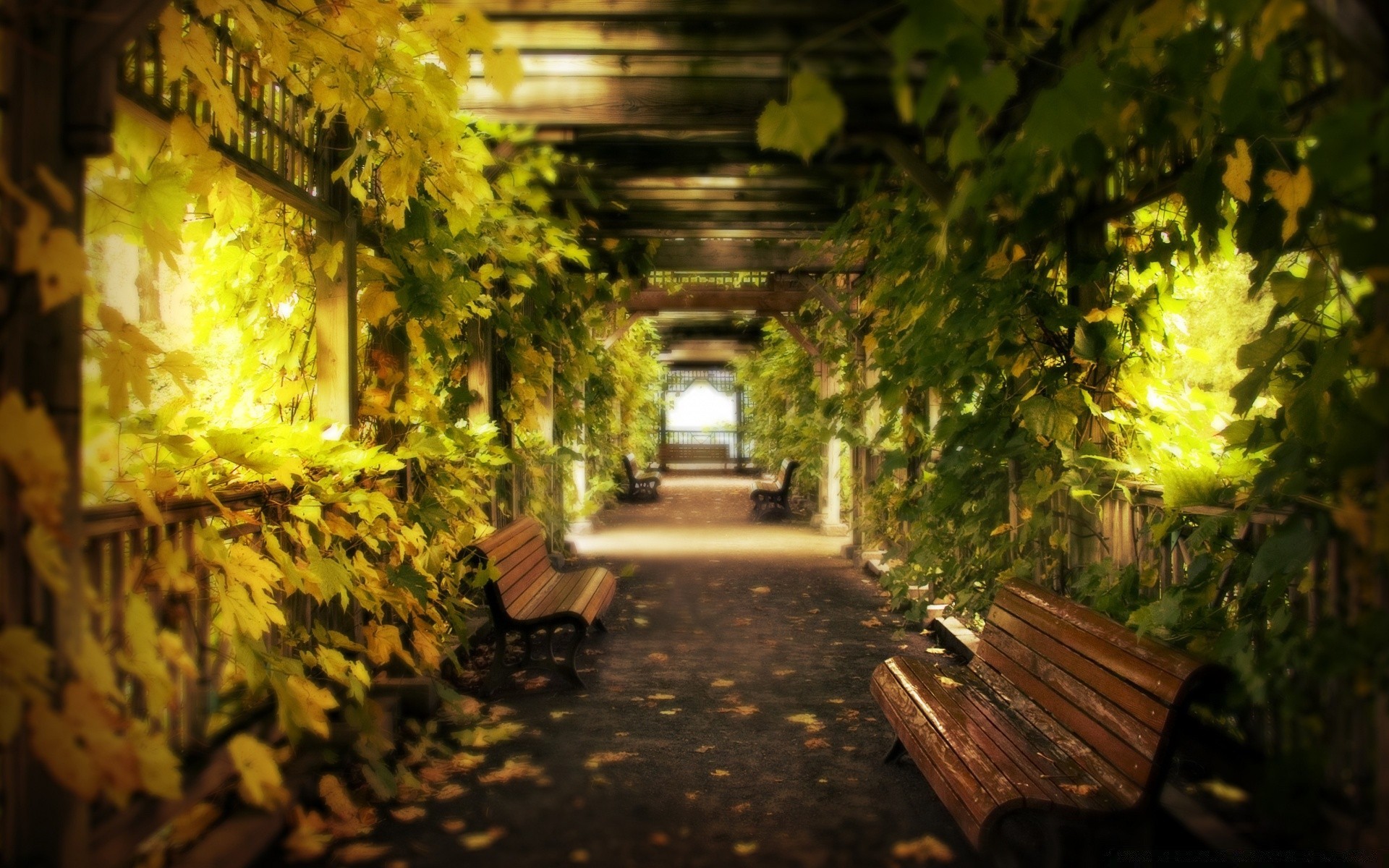 autumn garden wood bench leaf tree light architecture flower park travel outdoors alley guidance house street nature