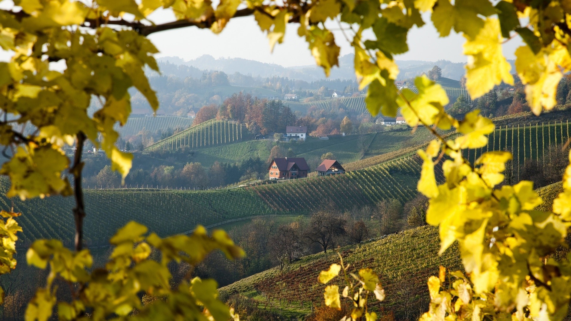 autumn tree fall vineyard outdoors leaf agriculture nature landscape flora wood vine sky growth season fair weather scenic countryside daylight rural