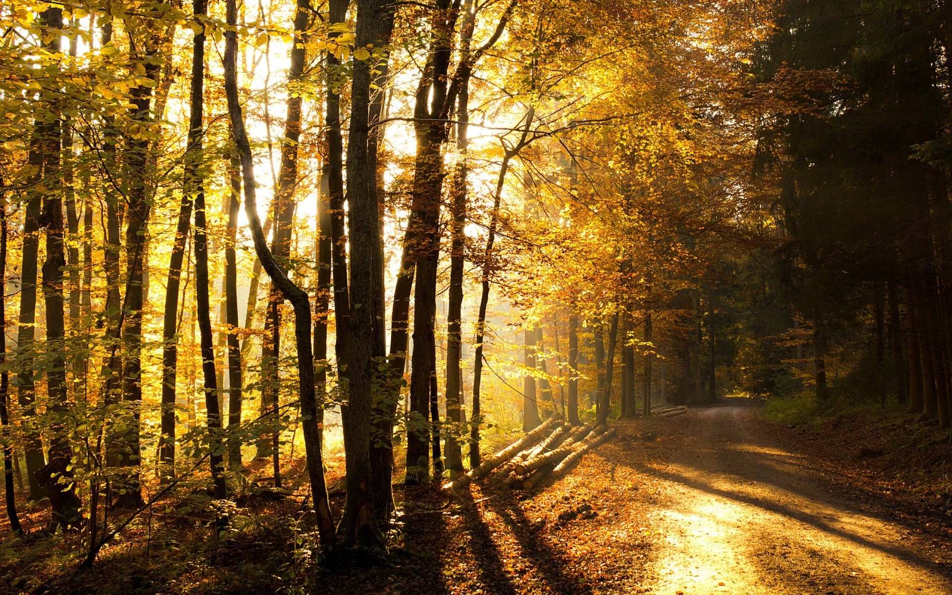 otoño madera otoño árbol paisaje hoja amanecer carretera guía parque buen tiempo niebla luz naturaleza niebla escénico sol al aire libre rama campo