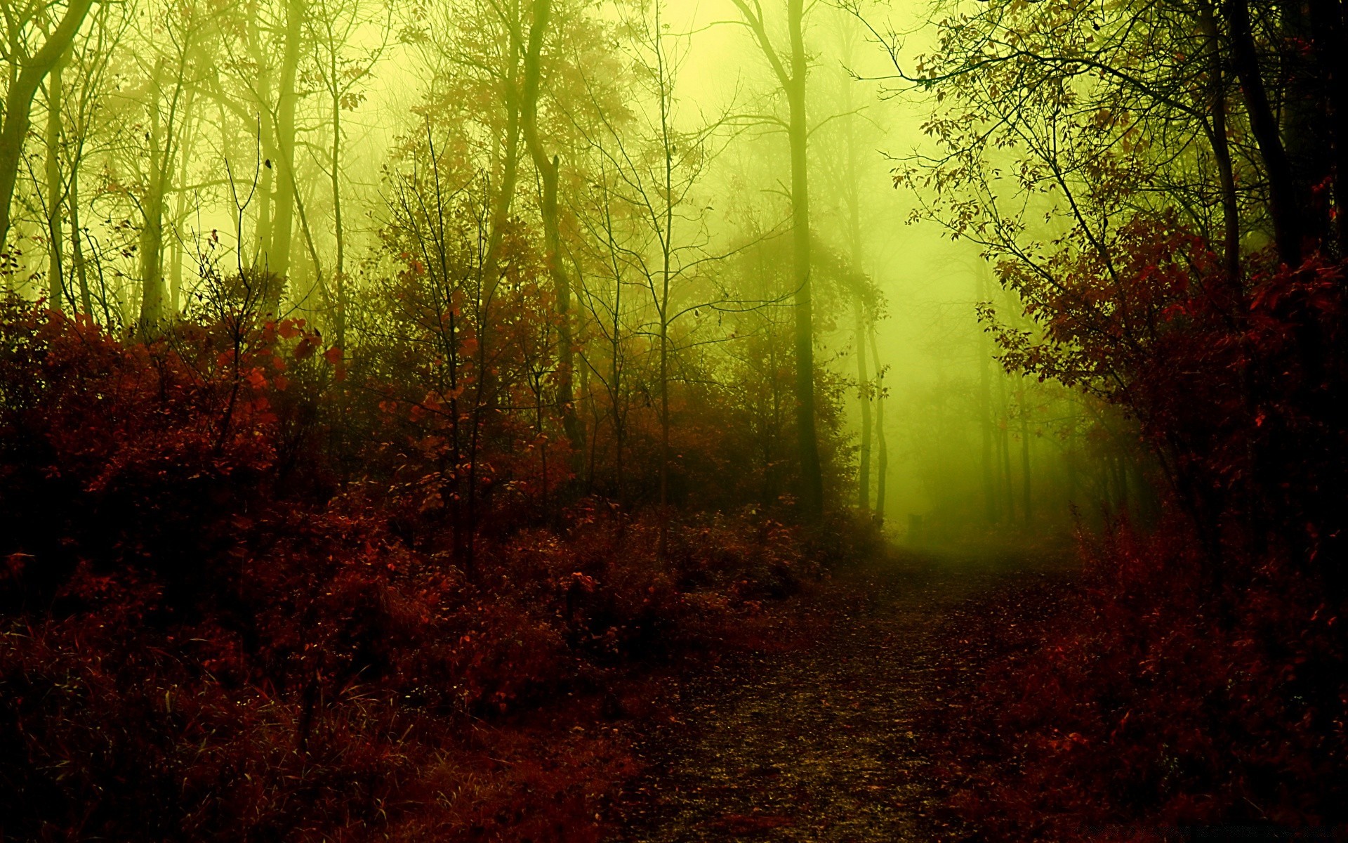 autunno autunno legno albero paesaggio nebbia nebbia foglia alba natura parco luce sole illuminato bel tempo