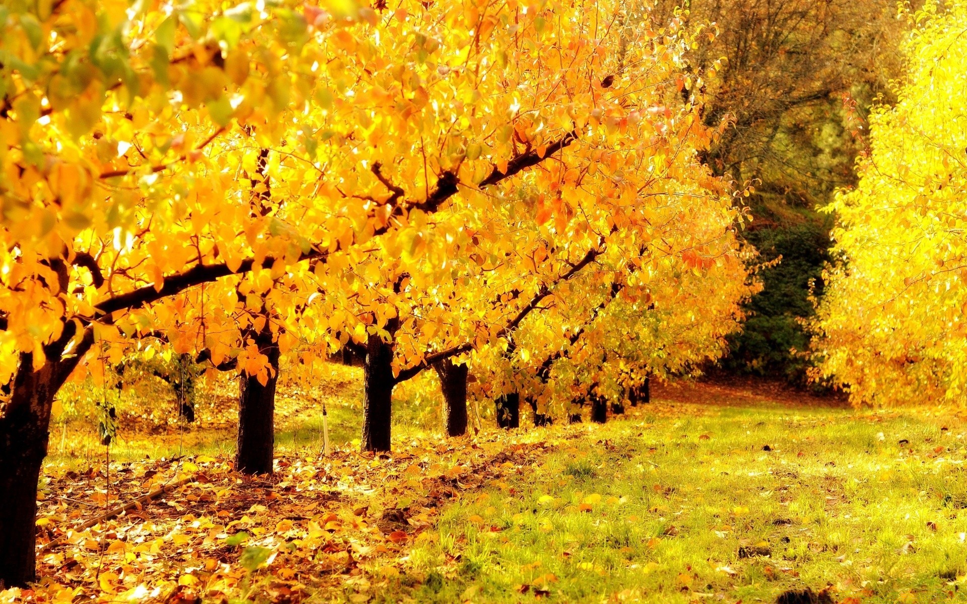 otoño otoño árbol hoja temporada paisaje naturaleza parque madera rama oro arce escénico color medio ambiente al aire libre buen tiempo escena paisaje campo