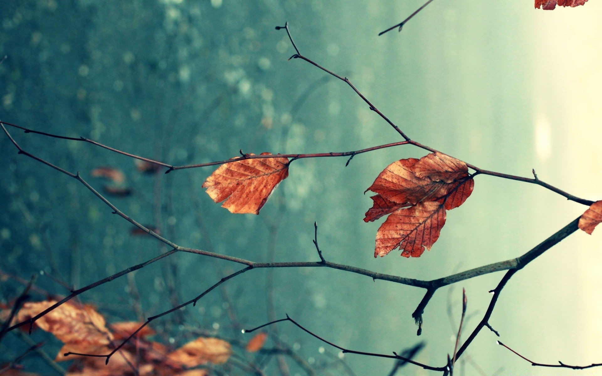 herbst natur blatt herbst im freien holz holz flora farbe zweig biologie licht hell sommer jahreszeit desktop