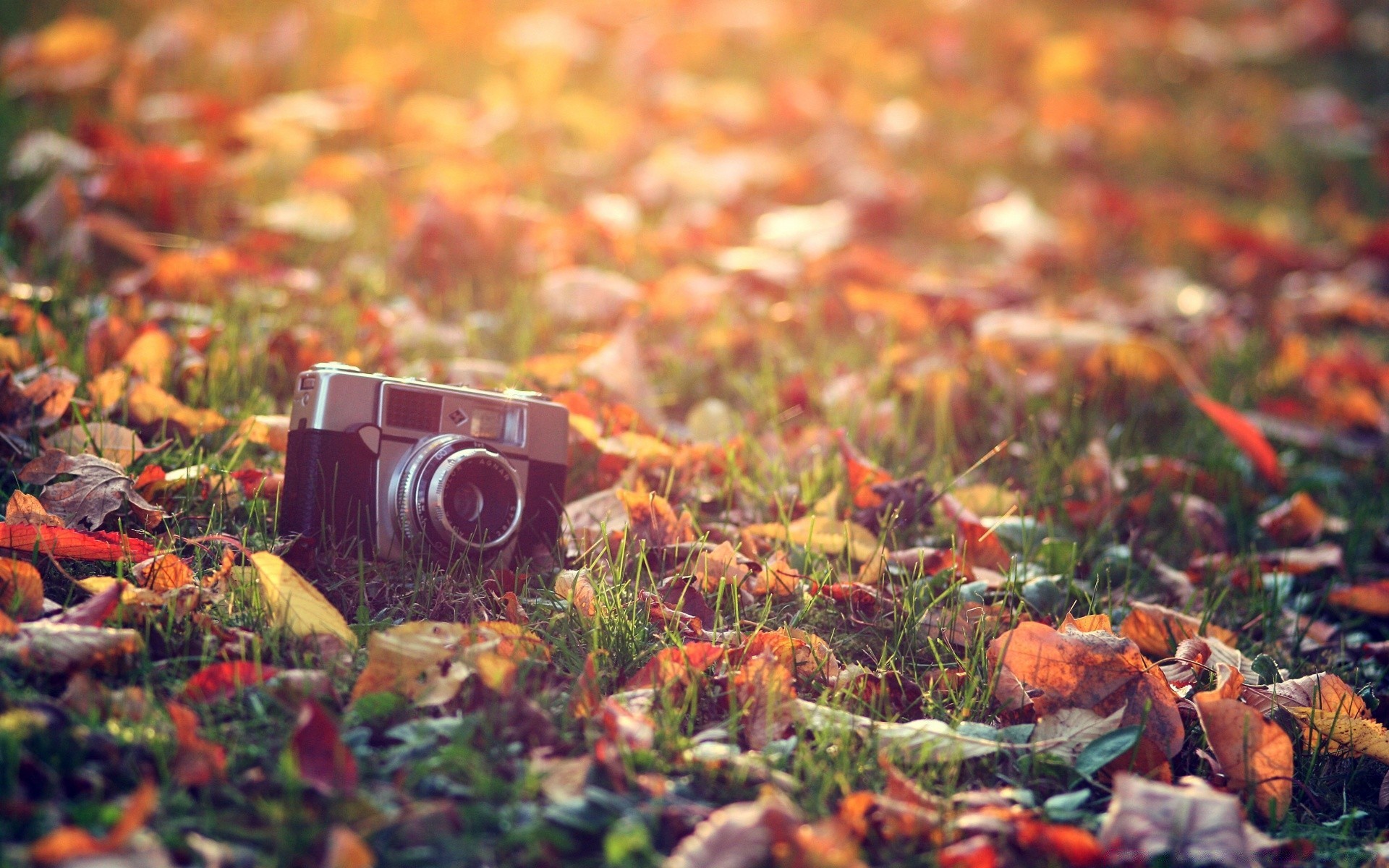 autunno autunno foglia natura stagione colore flora all aperto desktop legno erba terra cibo giardino albero pascolo parco oro