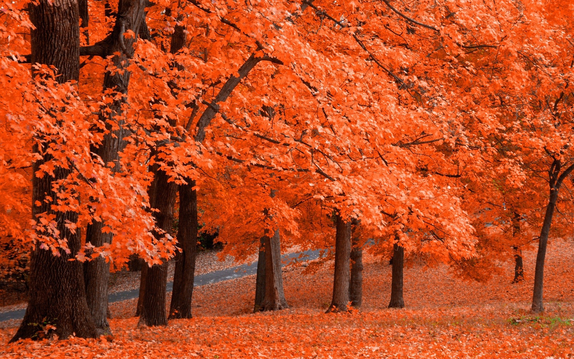 automne automne arbre feuille à l extérieur bois nature érable paysage parc saison lumière du jour environnement