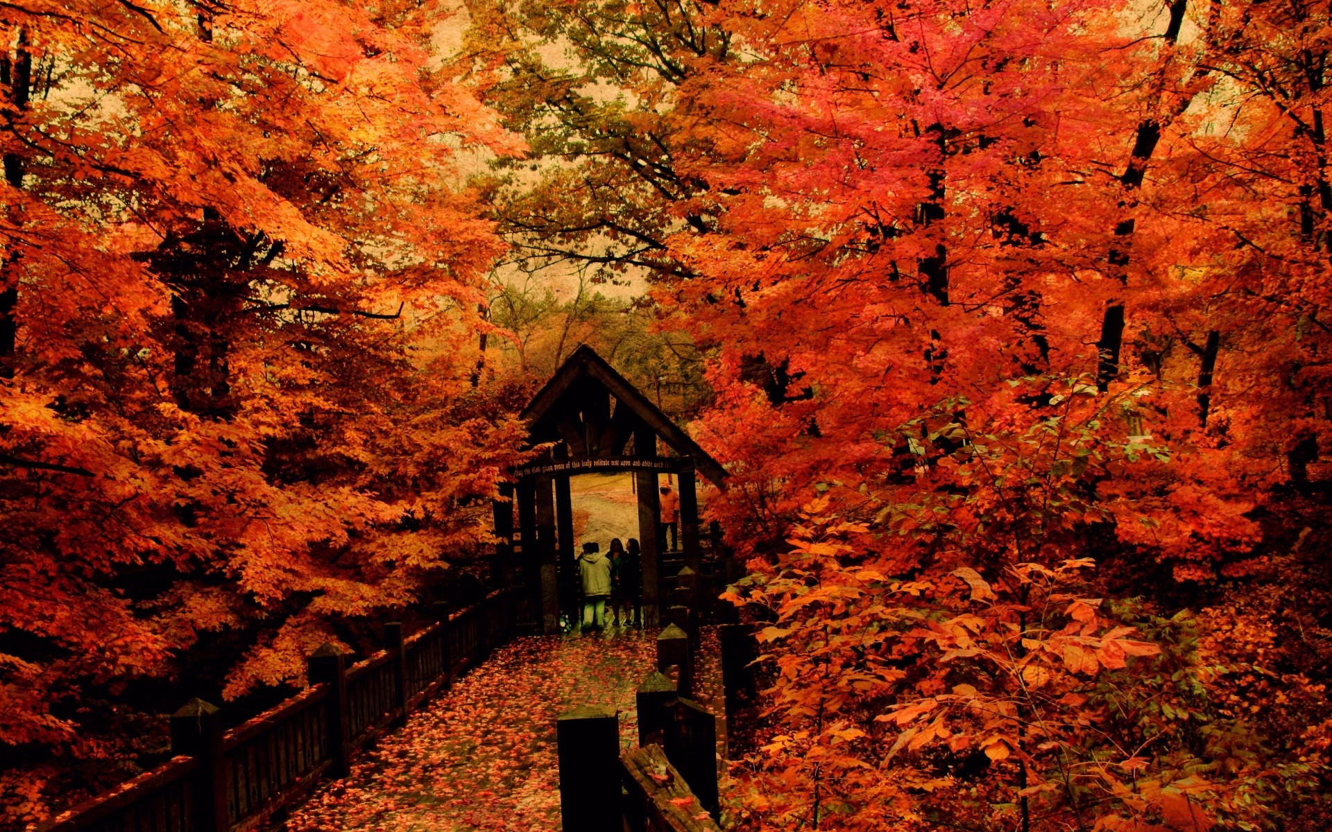 automne automne feuille érable bois à l extérieur bois